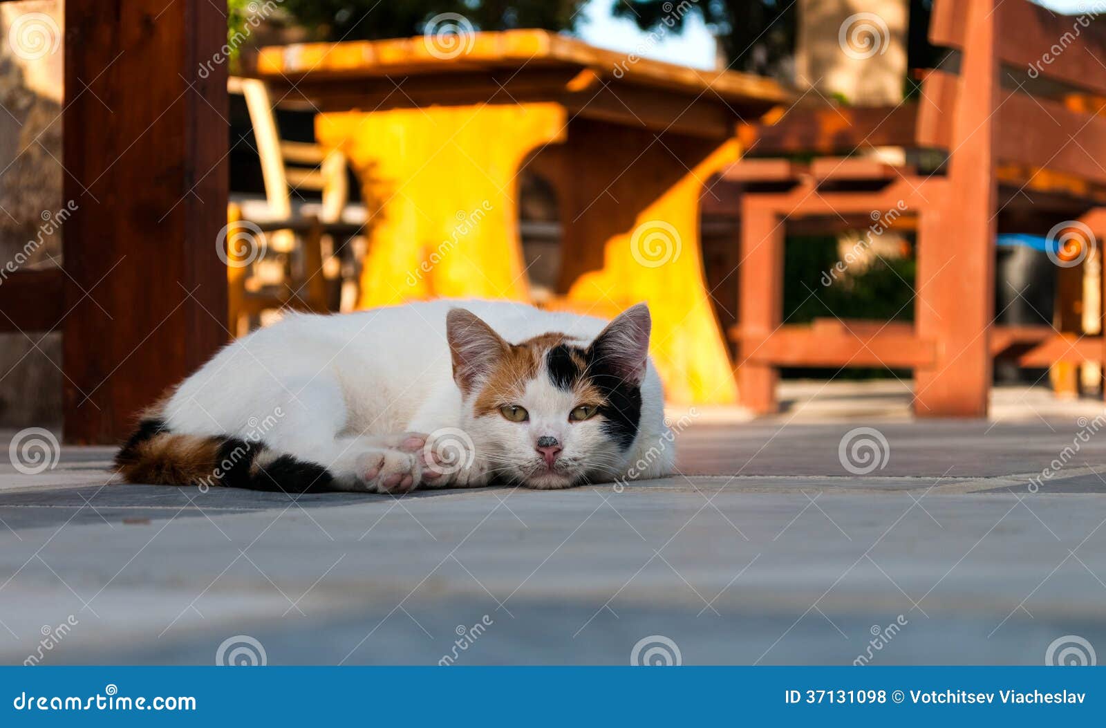  Cat  Lying In The Street Near  Cafe  Table Stock Photo 