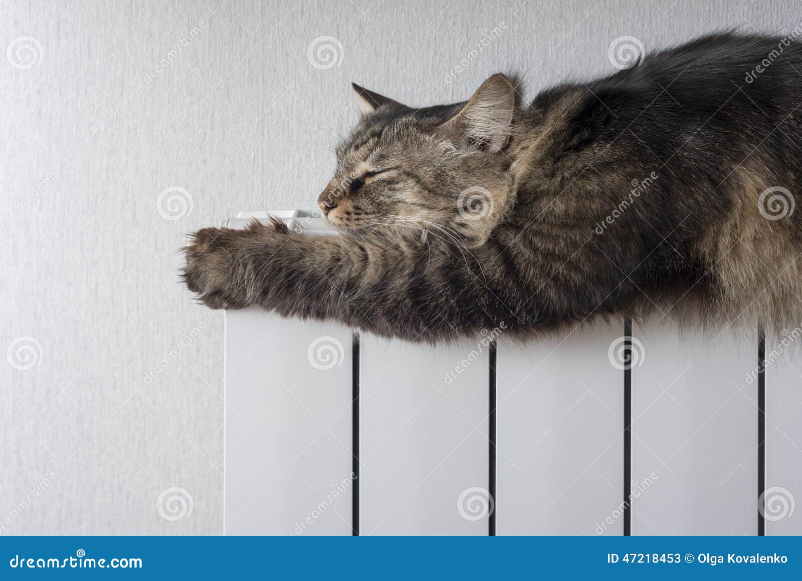 Cat lying a warm radiator stock image. Image of animals 47218453