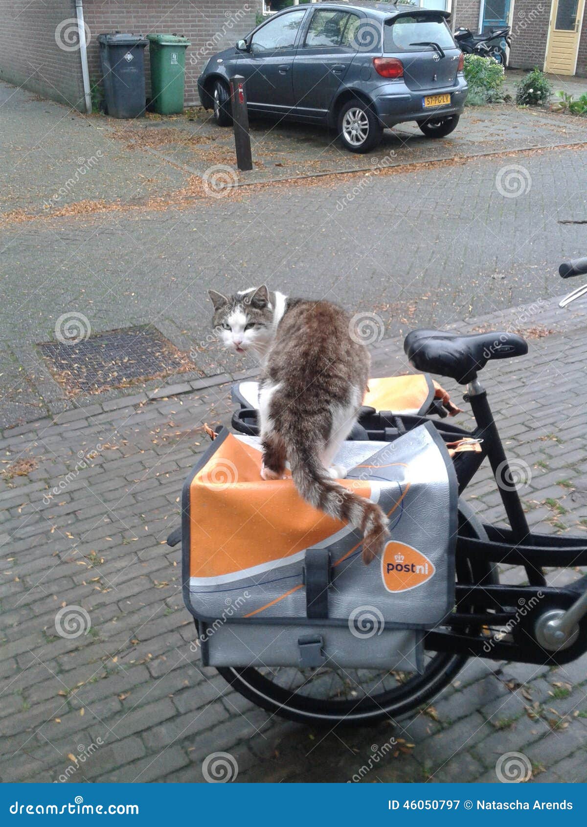 Cat on a mail bag editorial photography. Image of ride 46050797