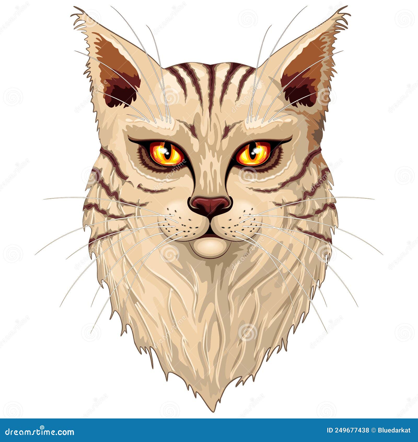 cat main coon portrait with big orange eyes  graphic art   on white.