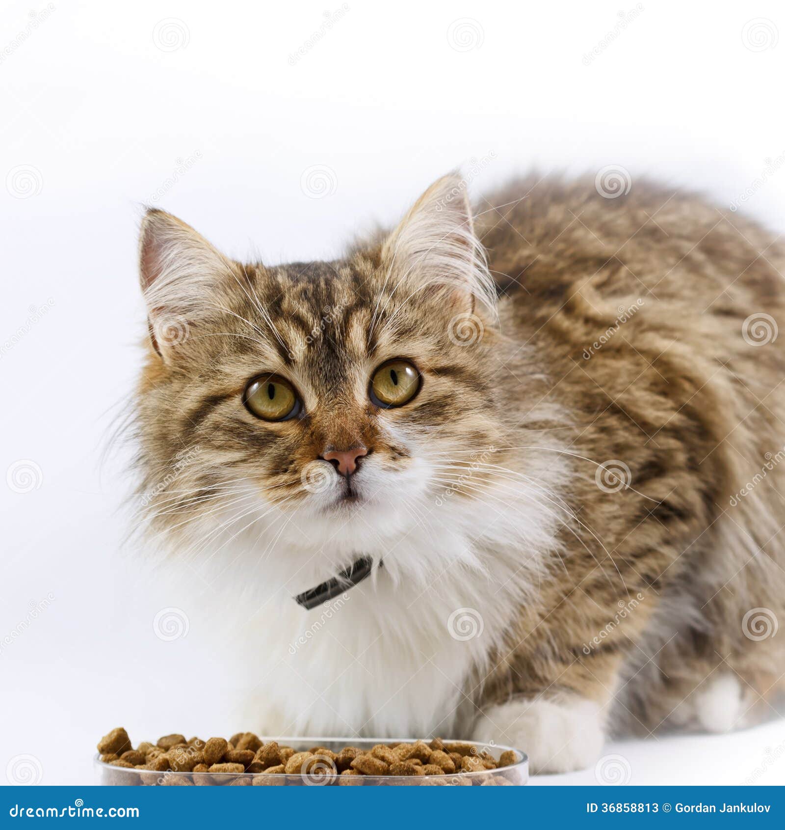 Cat (Maine Coon) eats stock image. Image of hairy, gray 36858813