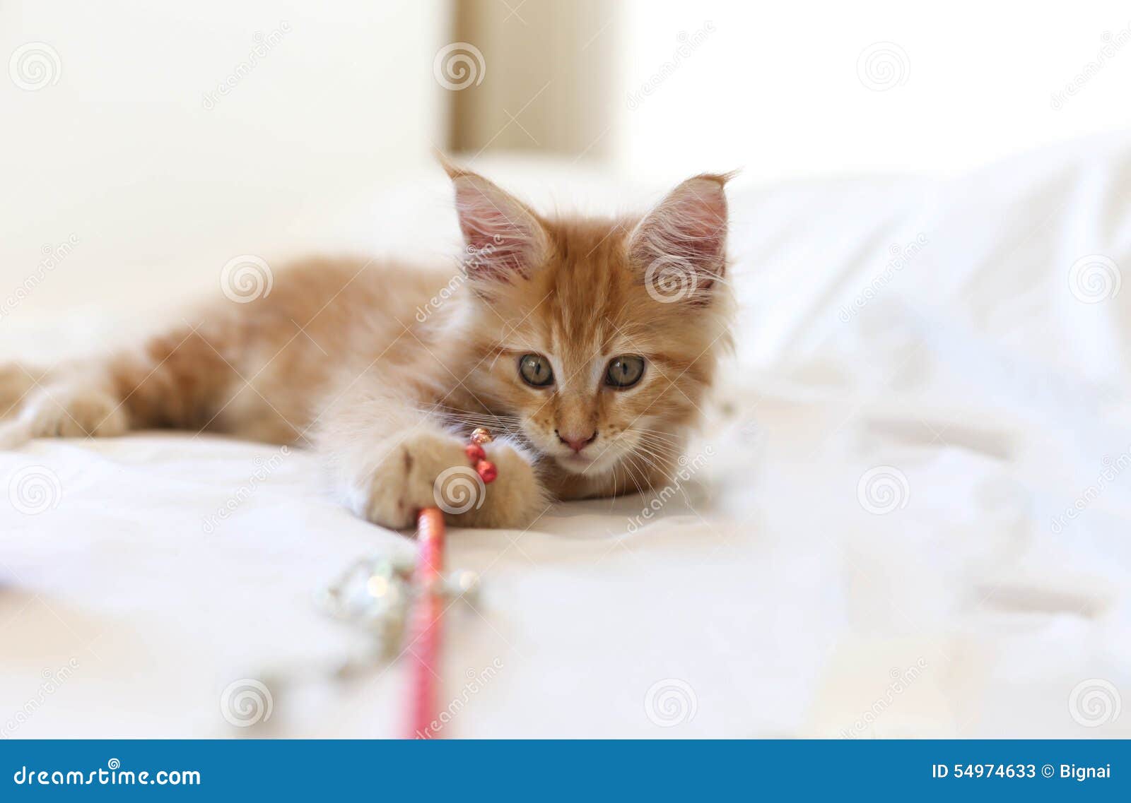 Cat Maine Coon Kitten Lying And Playing With Toy Stock Image