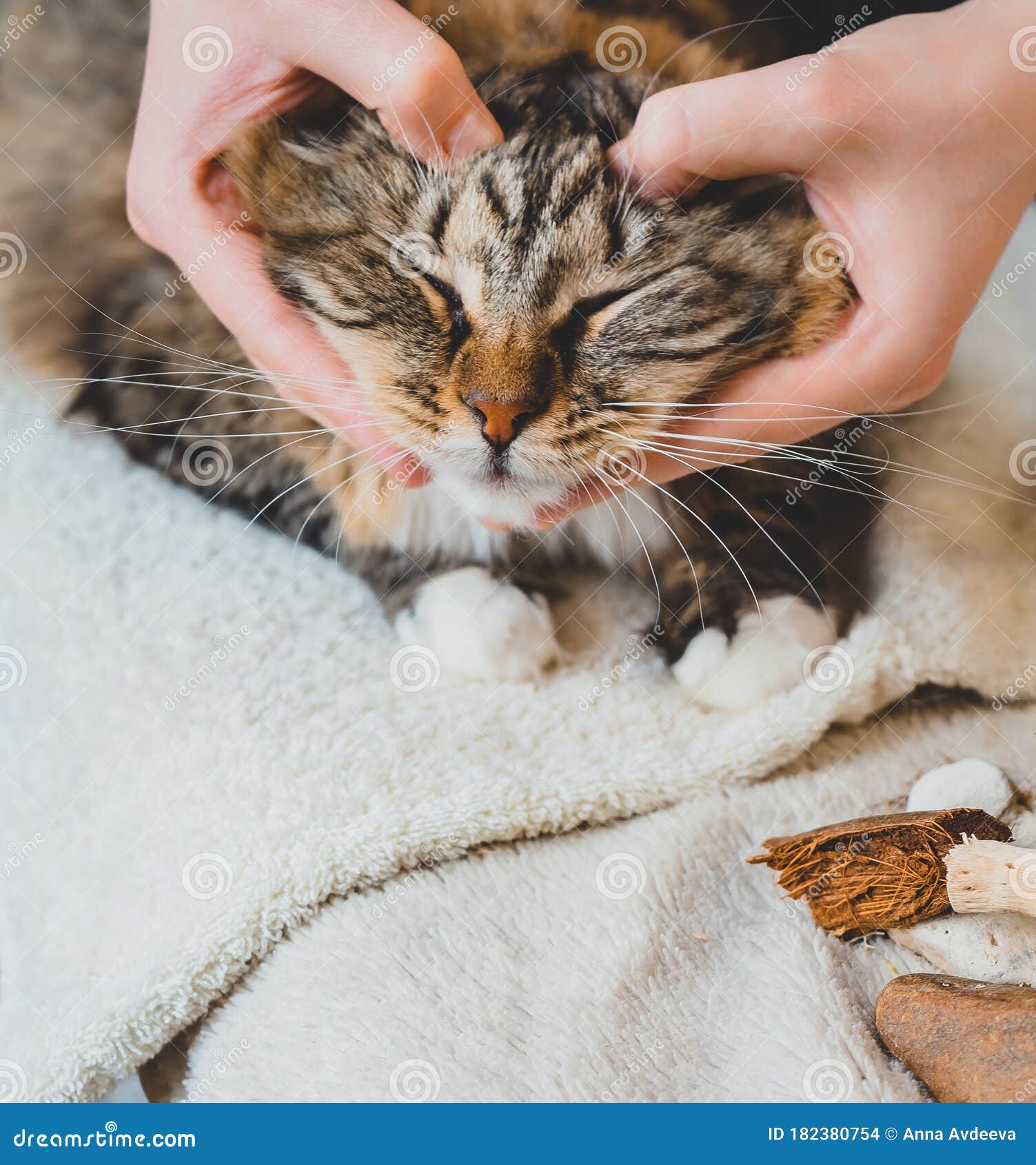 Cat Stress is Relieved with a Head Massage Stock Photo Image of body