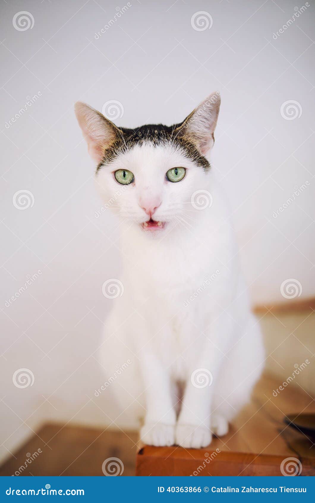 Cat meowing stock photo. Image of adult, animal, eyed 40363866