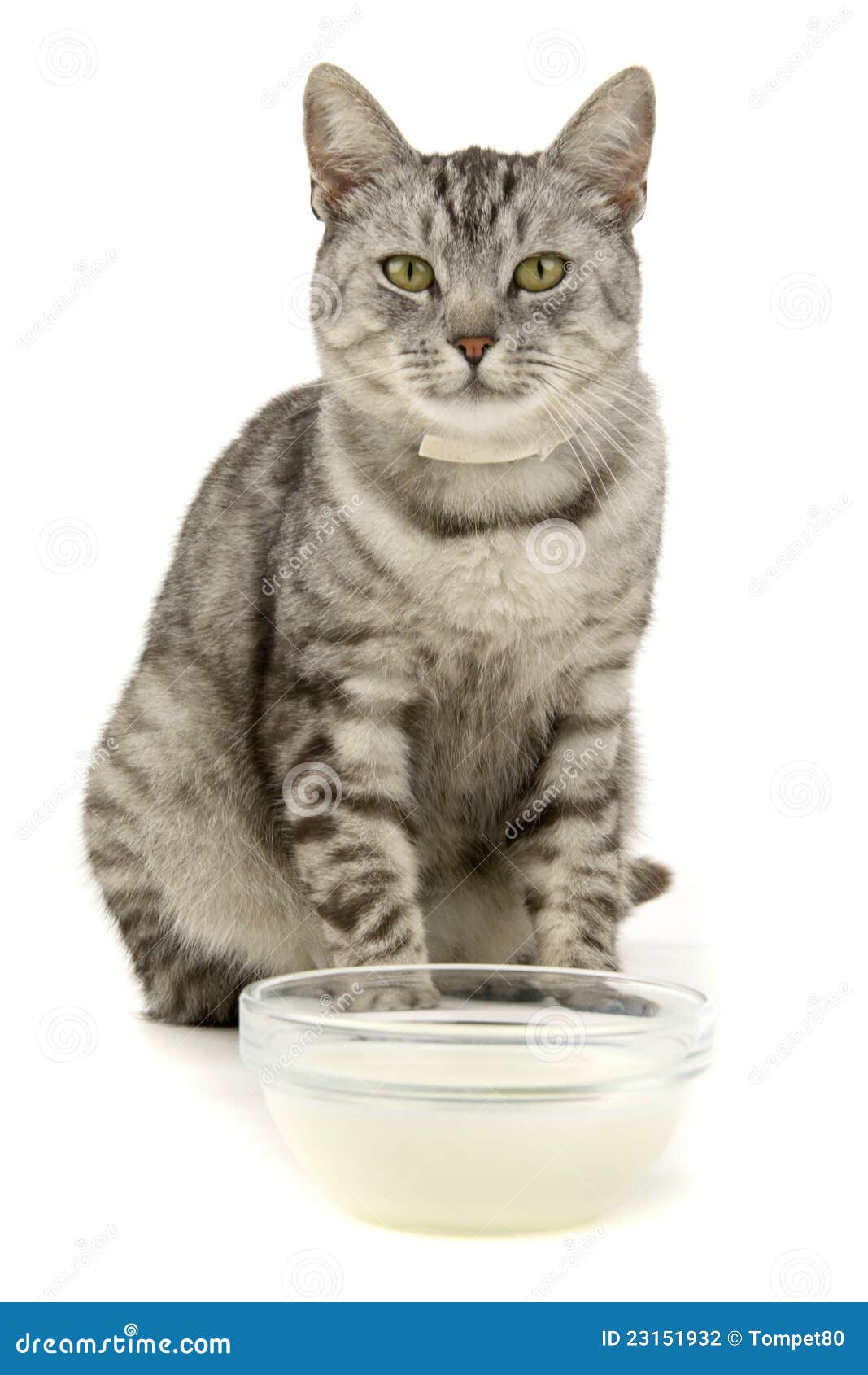 Cat milk stock photo. Image of dish, drink, kitty, kitten 23151932