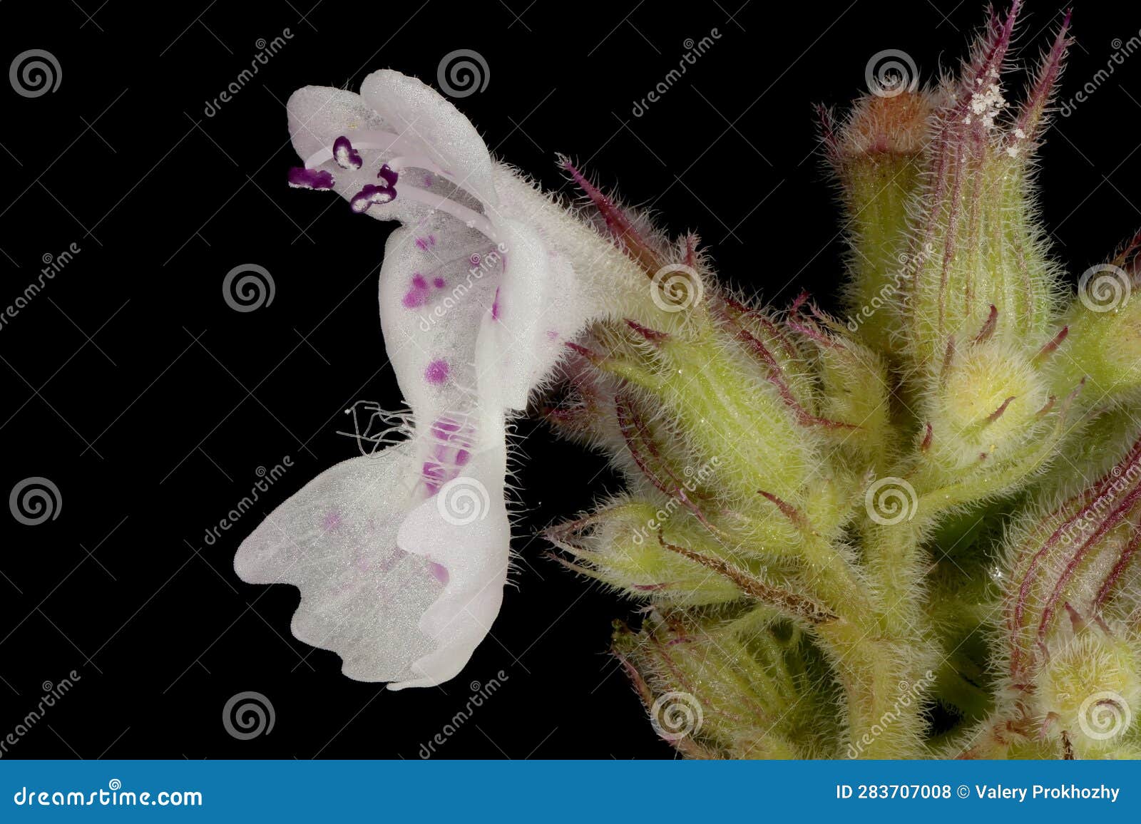 cat-mint (nepeta cataria). flower closeup