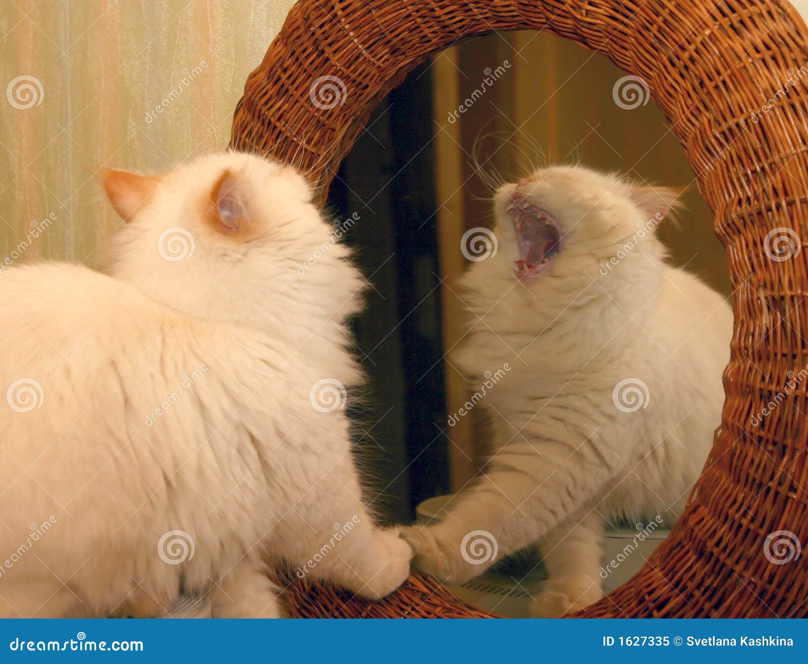 Cat Mirror Image stock image. Image of leisure, amusing 1627335