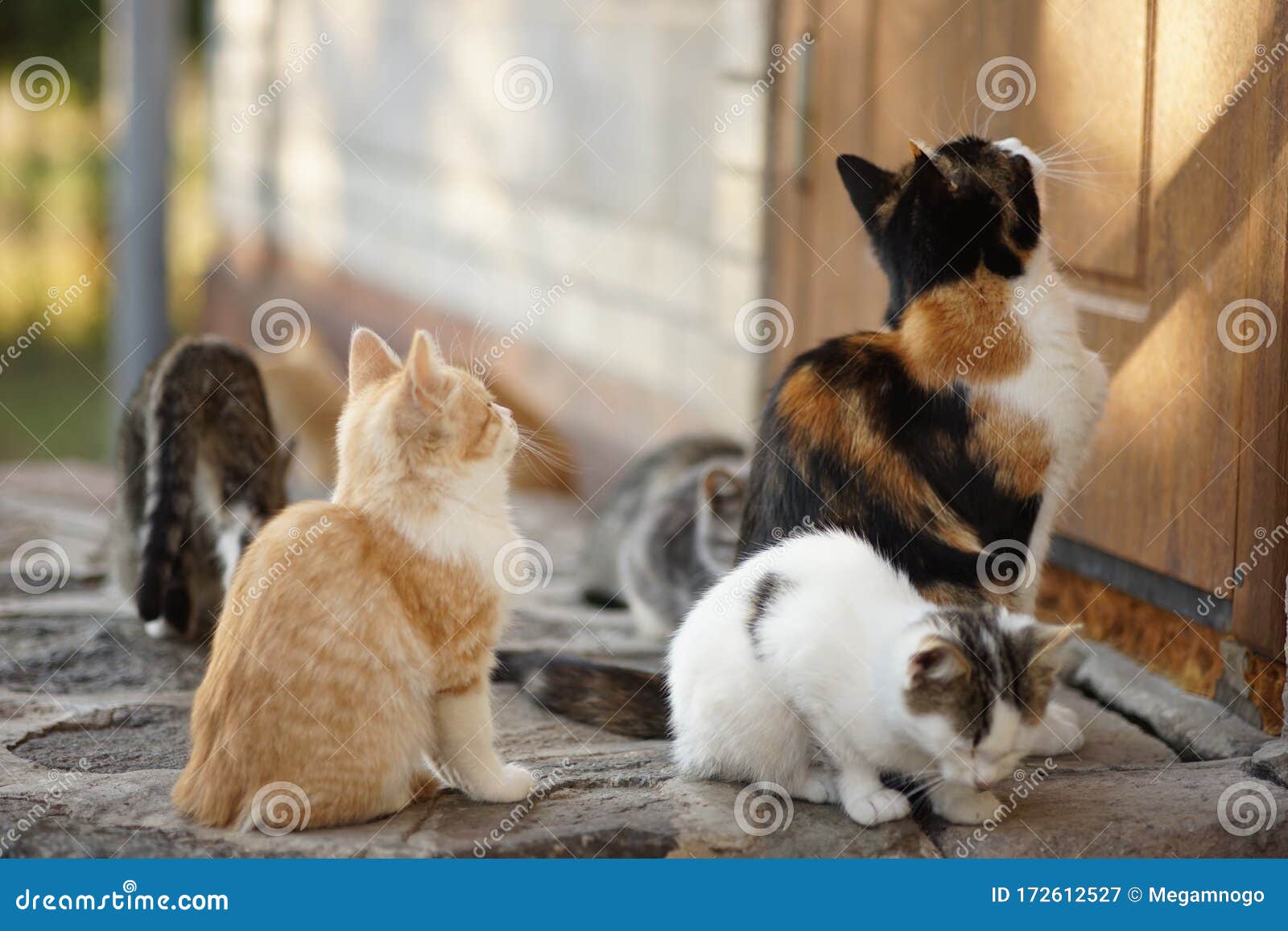 Cat Mom And Her Cute Kittens Sitting Outdoor Near Door Stock Image
