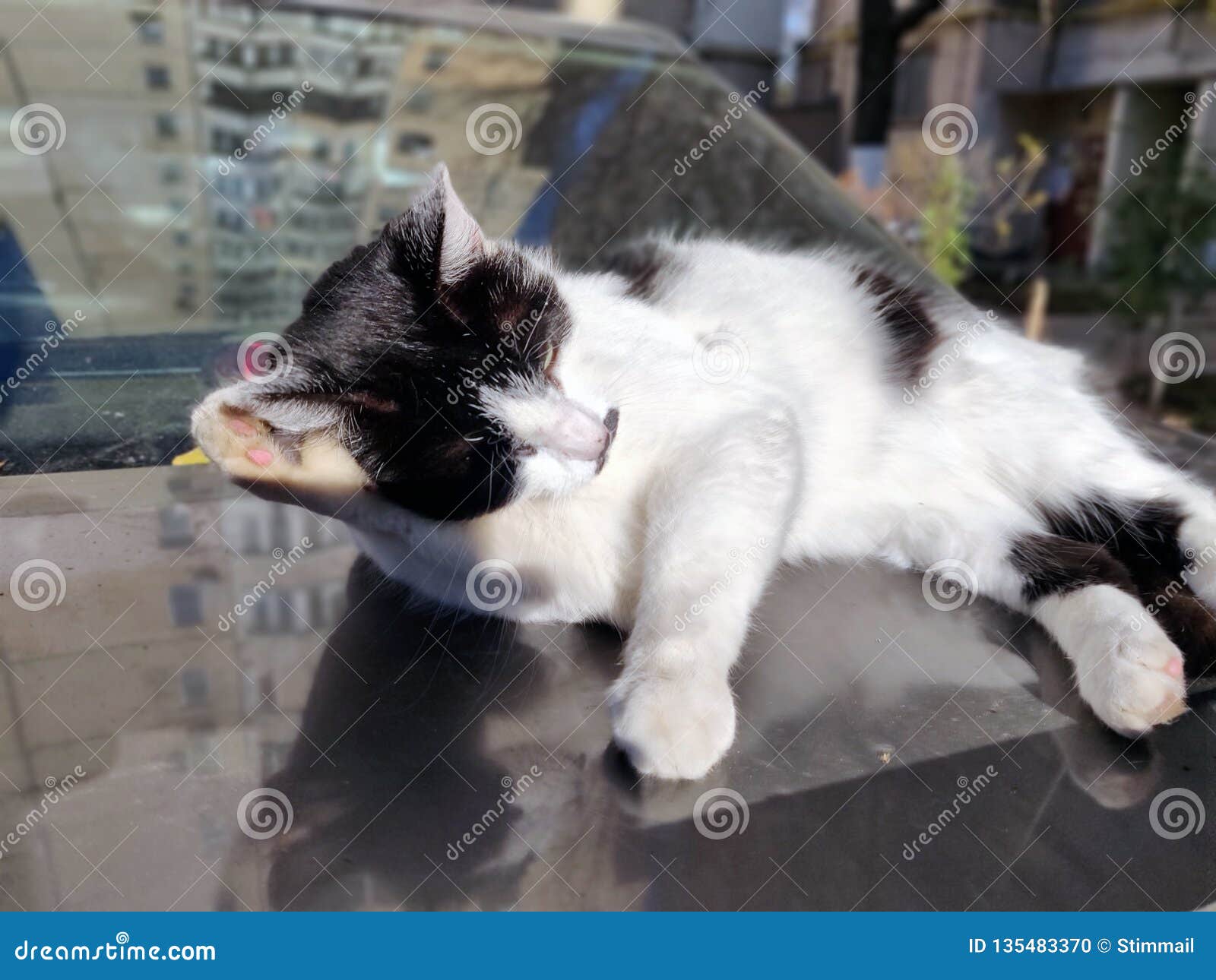 Cat in the Morning Sunshine Stock Photo Image of evening, sunshine