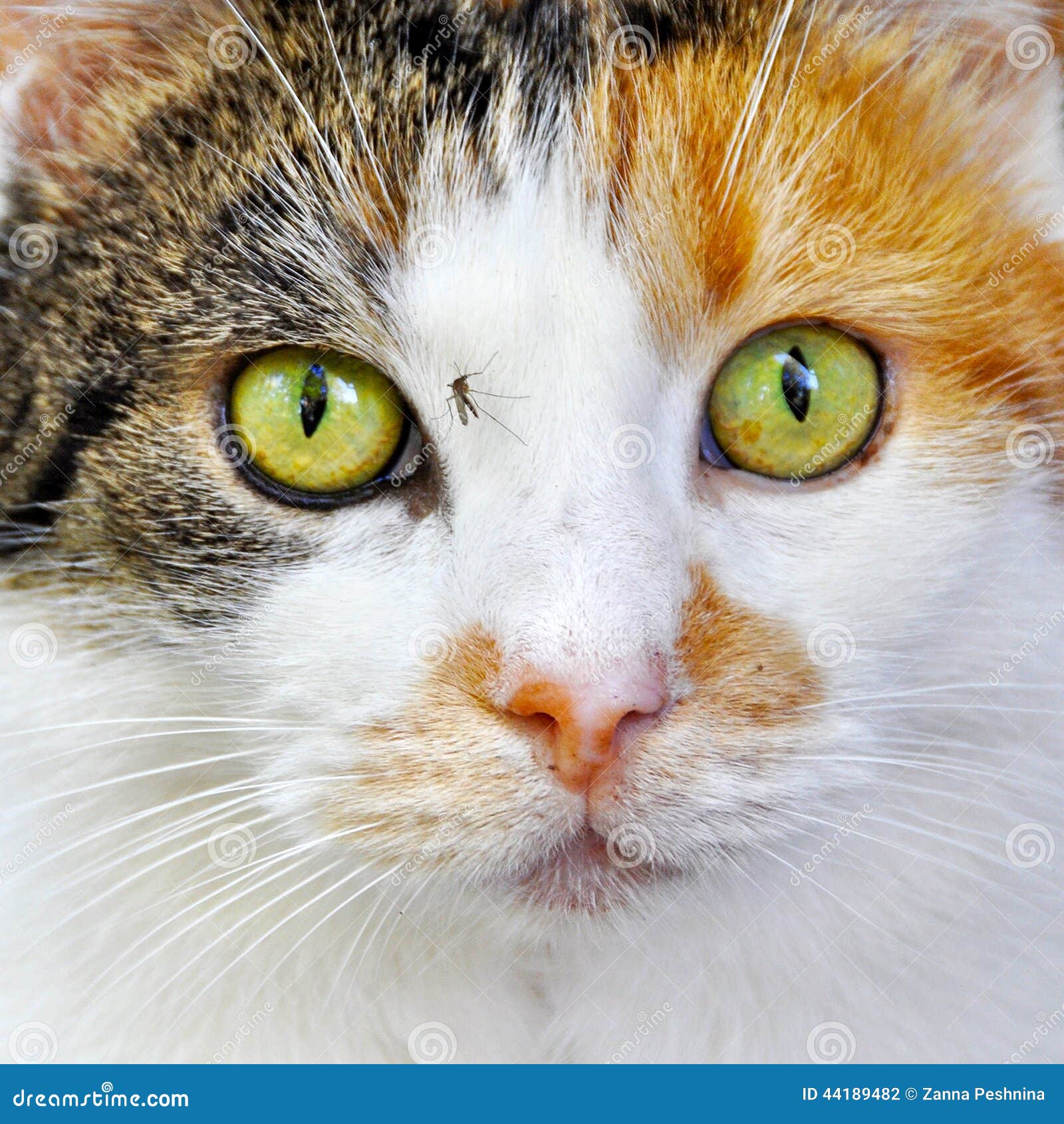 Cat and Mosquito stock photo. Image of parasite, biology 44189482