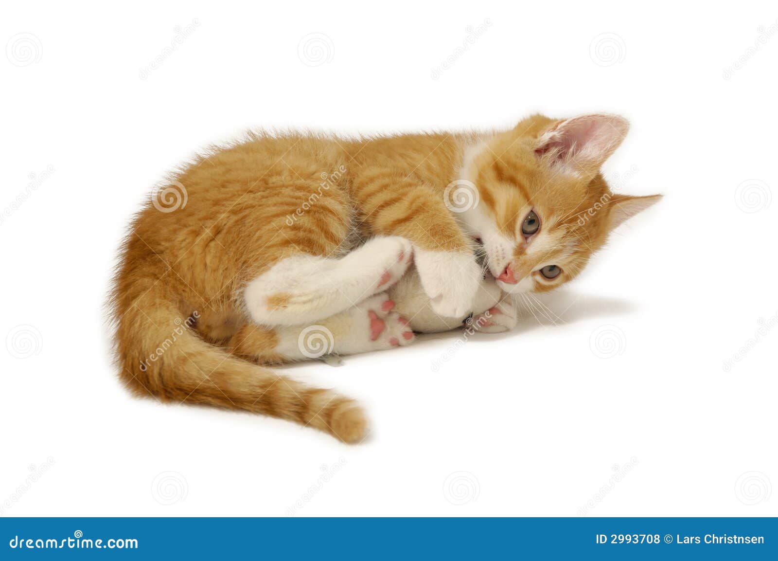 Cat And Mouse Stock Photo Image Of Animal Baby Eyes Cat And Mouse Stock Photo Image Of Animal Baby Eyes