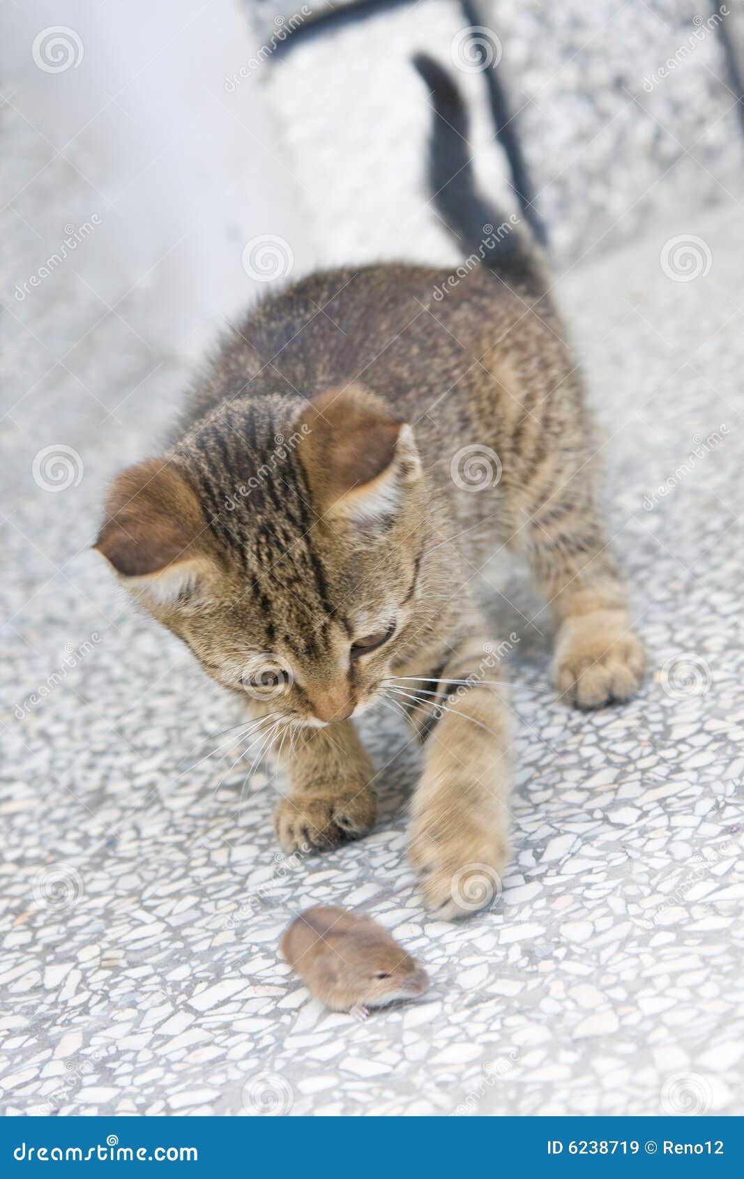 Cat and mouse stock image. Image of animals, mouse ...
