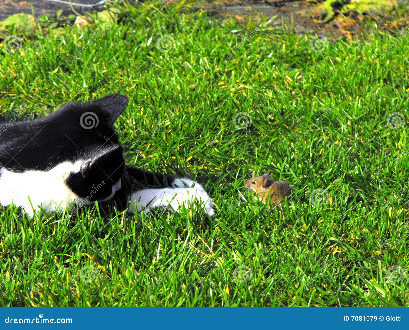 Cat&mouse stock image. Image of mouse, food, white 7081079