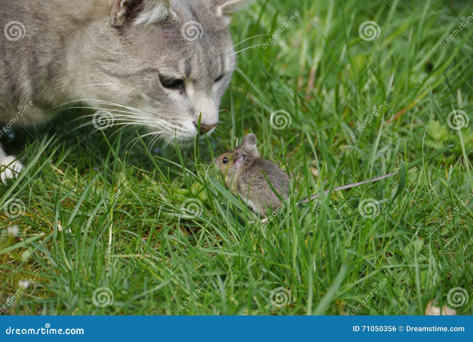 Cat And Mouse Stock Photo Image Of Gras Friendship Cat And Mouse Stock Photo Image Of Gras Friendship