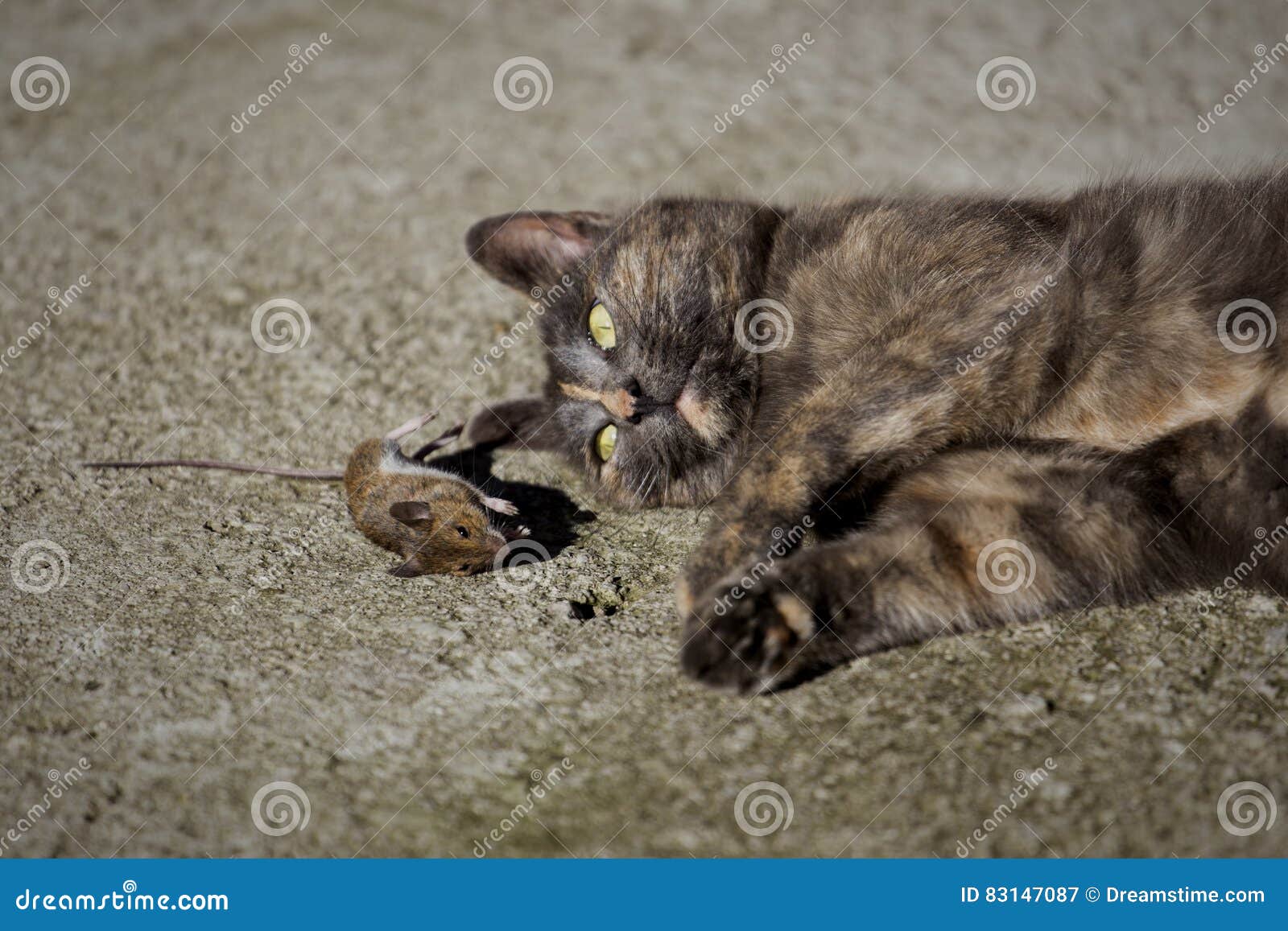 cat and mouse ii