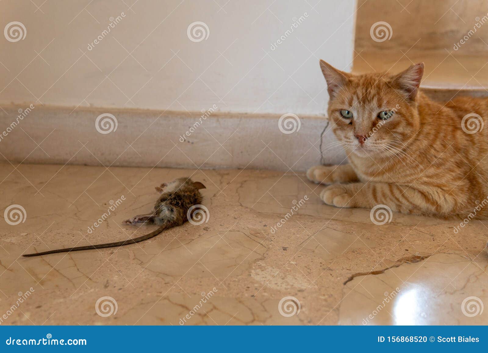 Cat and mouse inside stock photo. Image of kill, dead 156868520