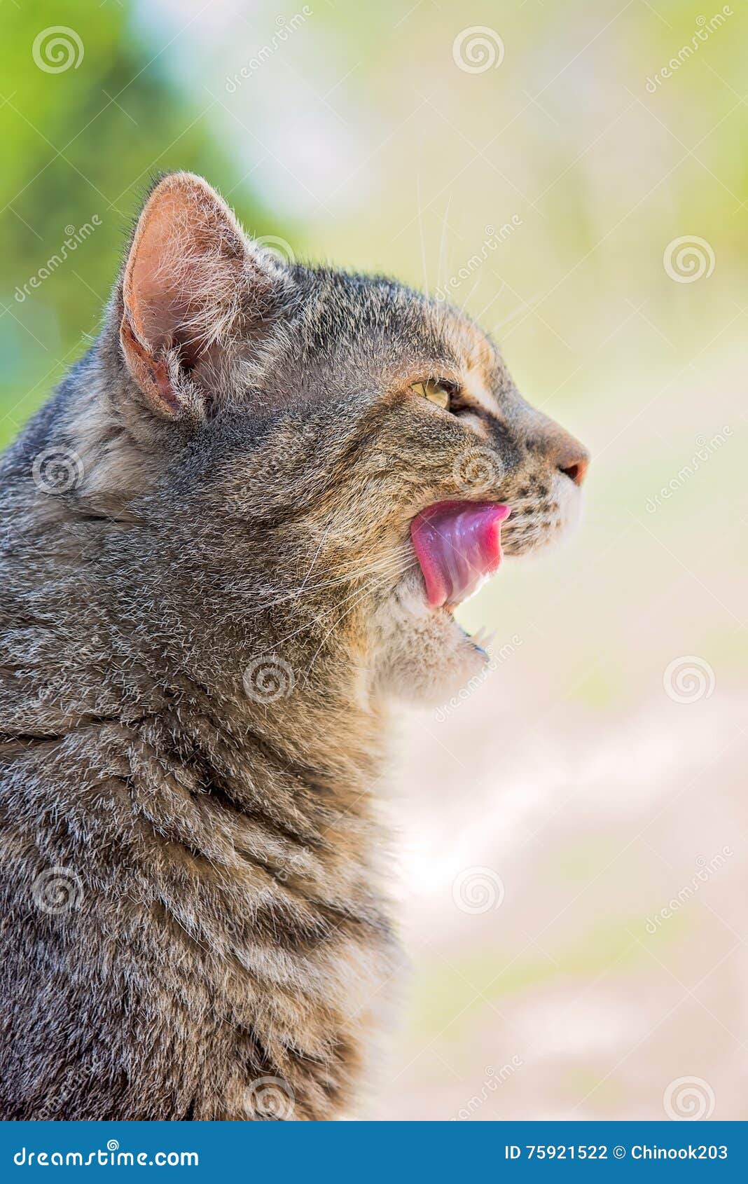 Cat with Mouth Open Licking Lips Stock Photo Image of lips, eyes