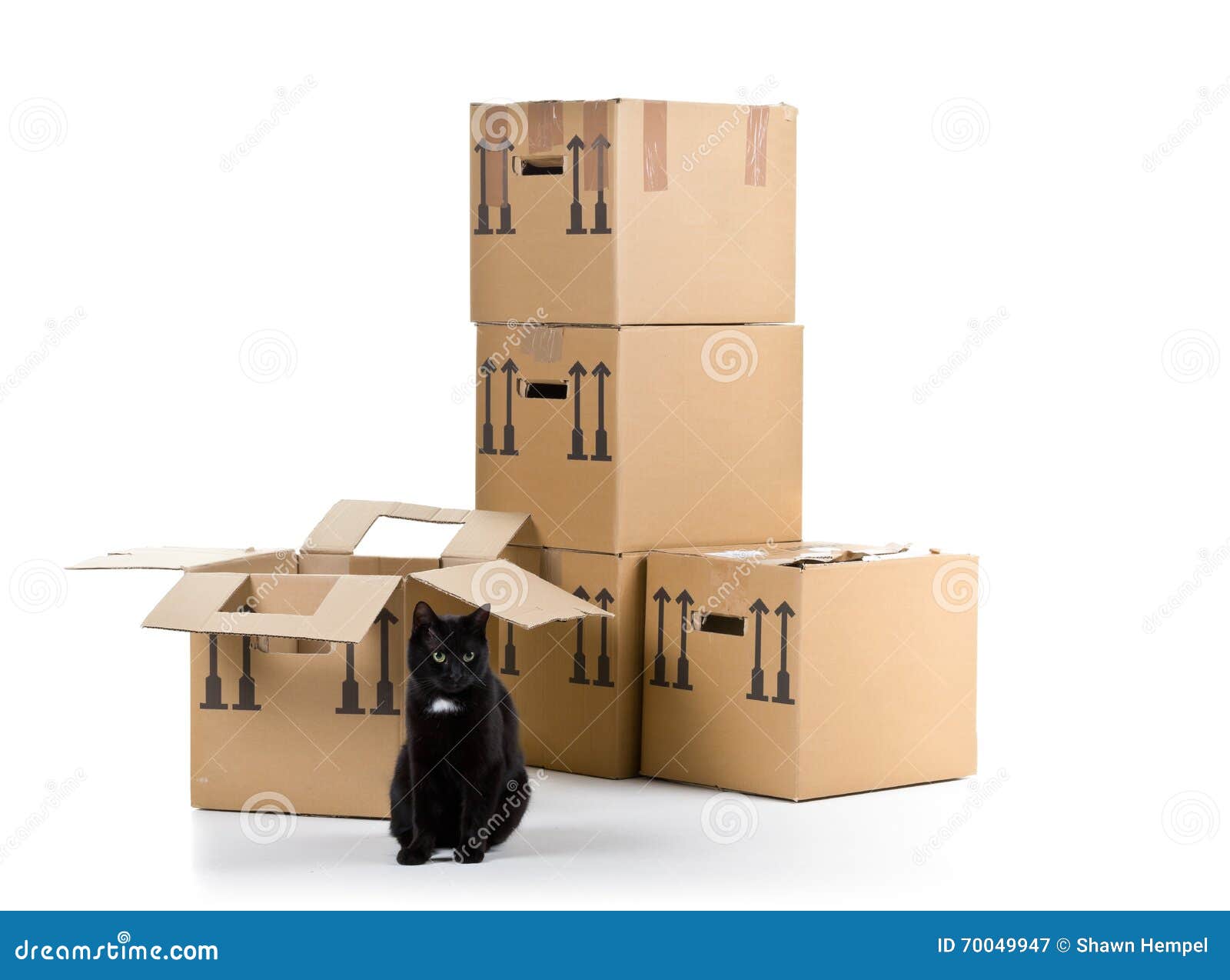 Cat with Moving Carton Boxes Stack Stock Image Image of open