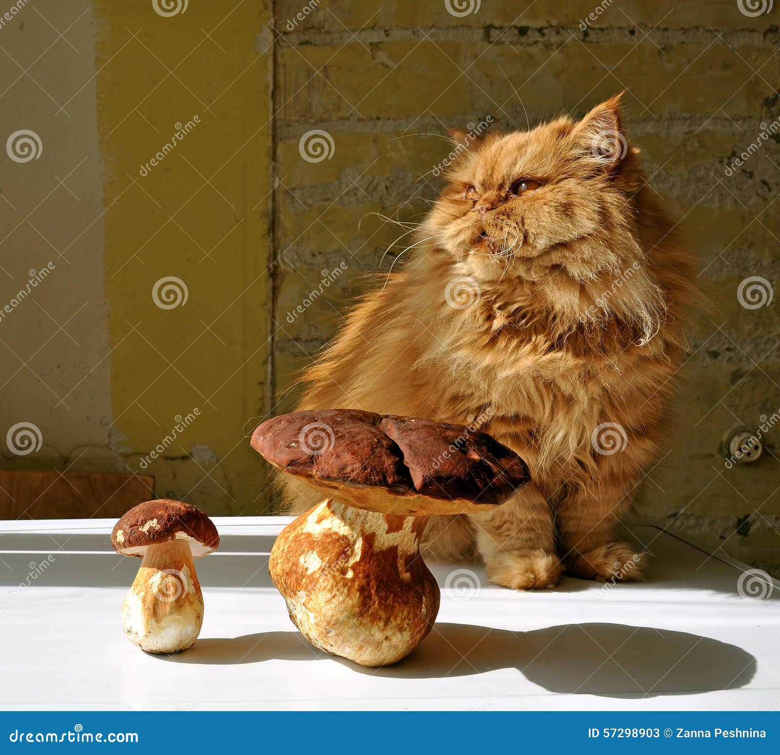 Cat and mushrooms stock image. Image of repairs, ginger 57298903