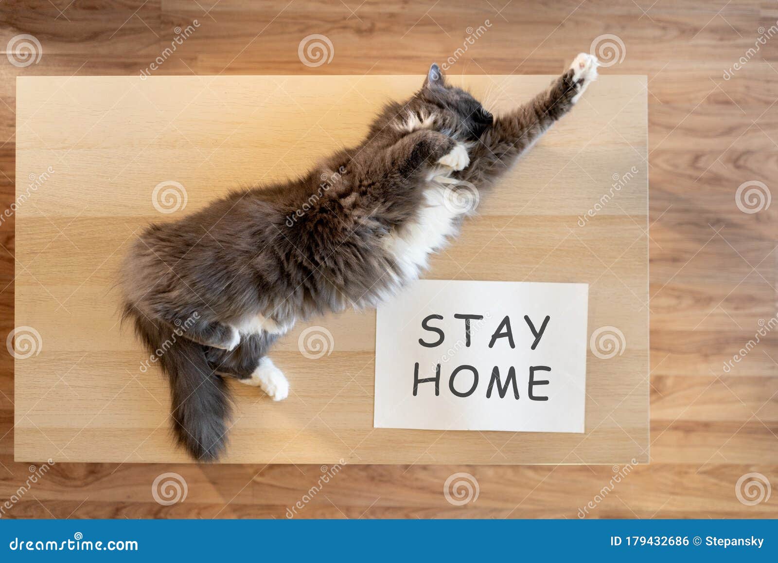 freedom no pull harness sizing