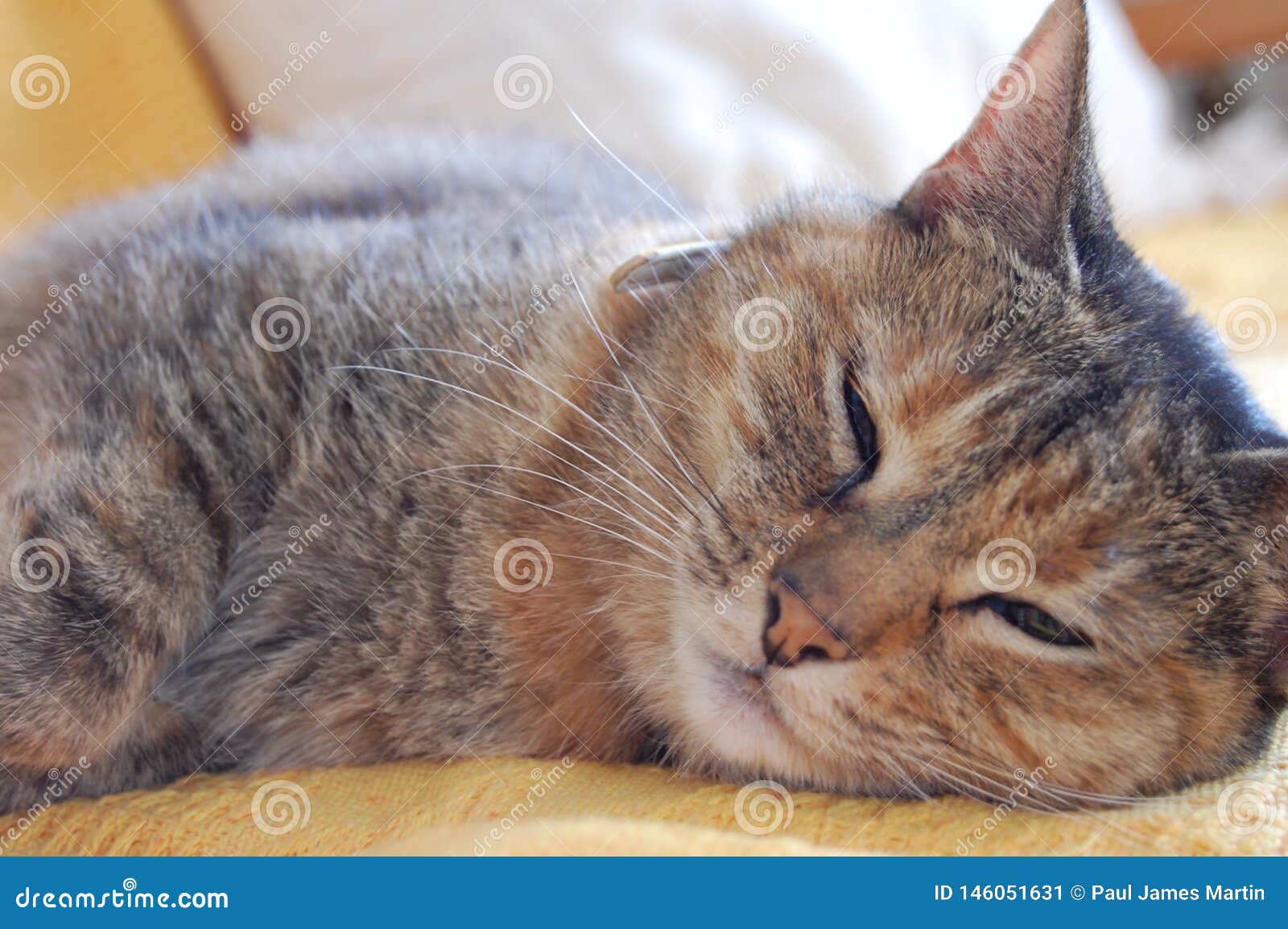 Cat Nap. Un gatto sveglio che ha un pelo