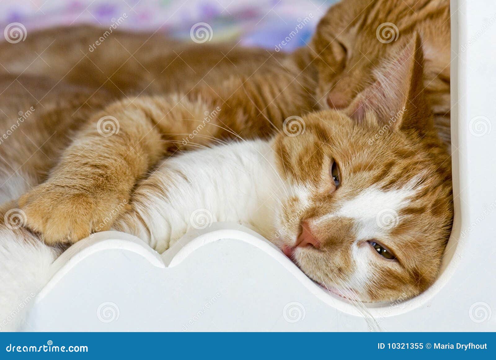 tabby cats napping in bed