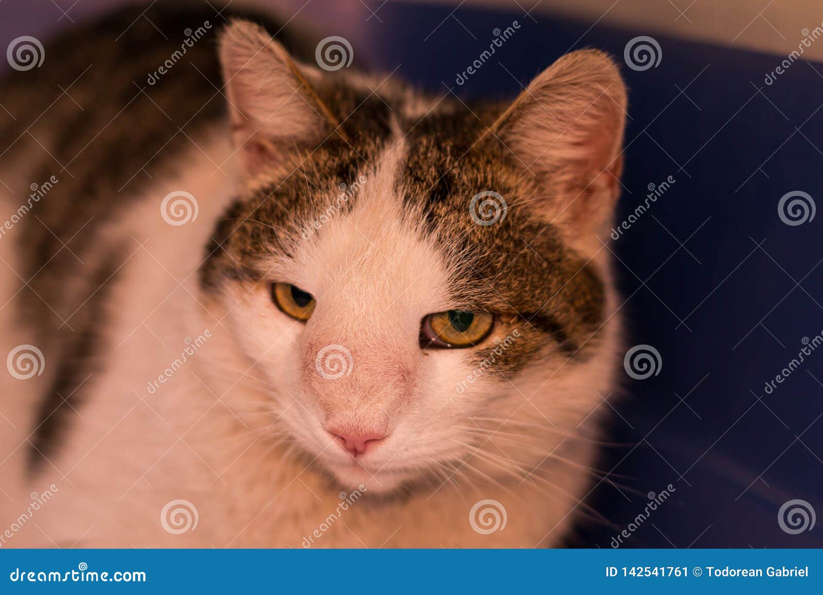 Cat with nasal tumor stock image. Image of domestic 142541761