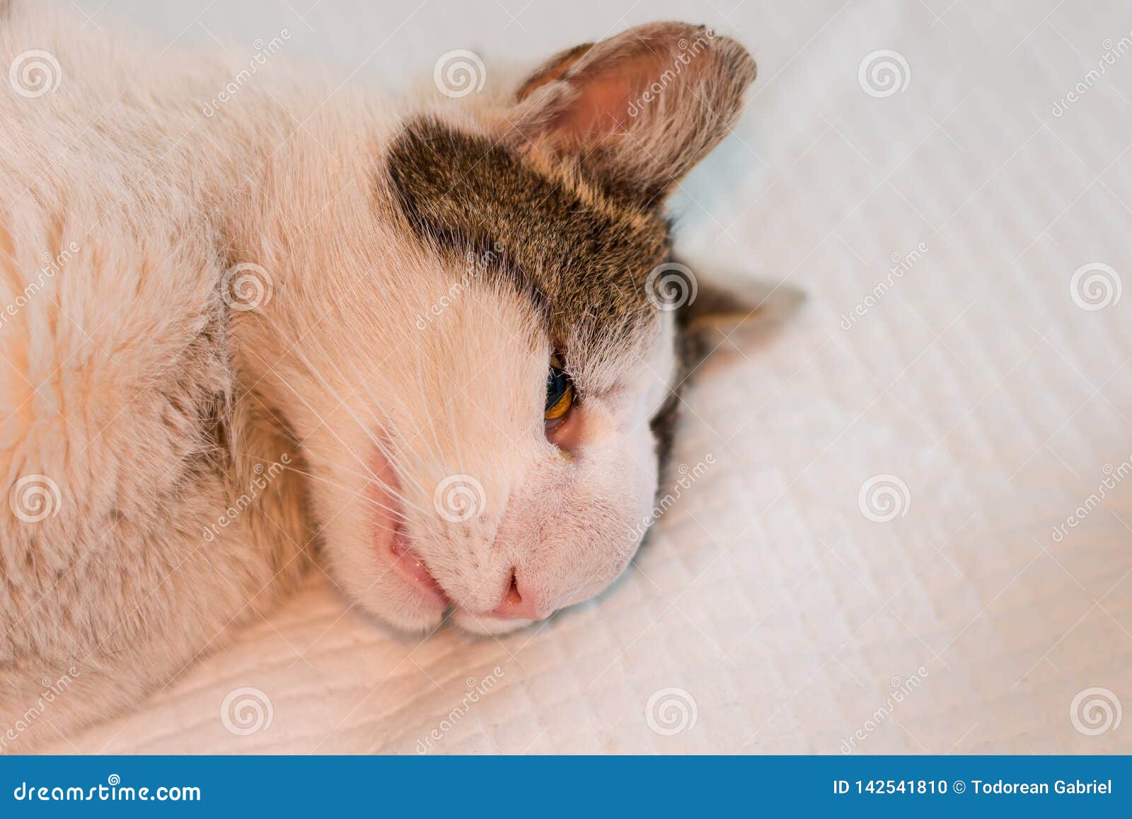 Cat With Nasal Tumor Royalty Free Stock Photography