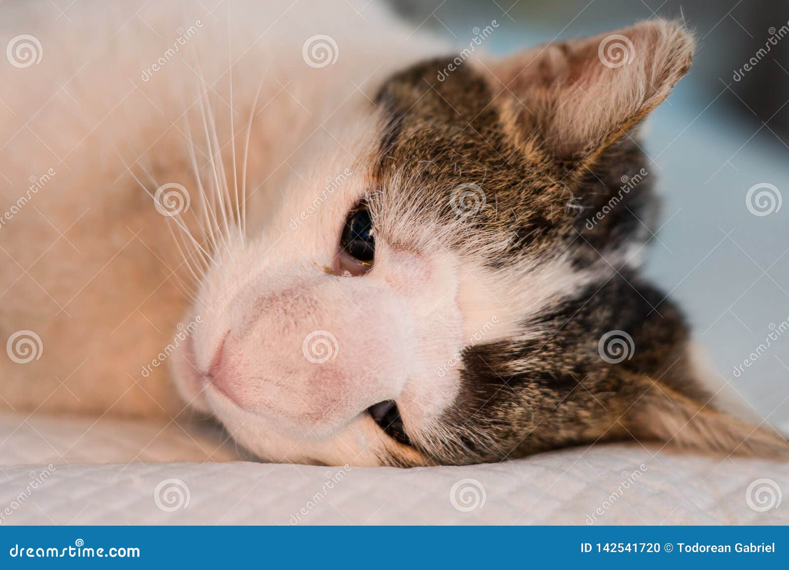 Cat with nasal tumor stock photo. Image of disease, facial 142541720