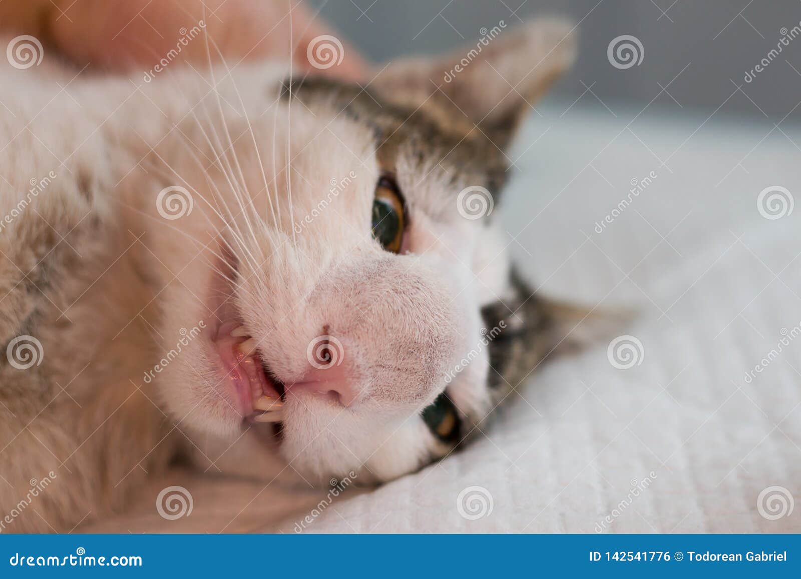 Cat with nasal tumor stock photo. Image of feline, sick 142541776