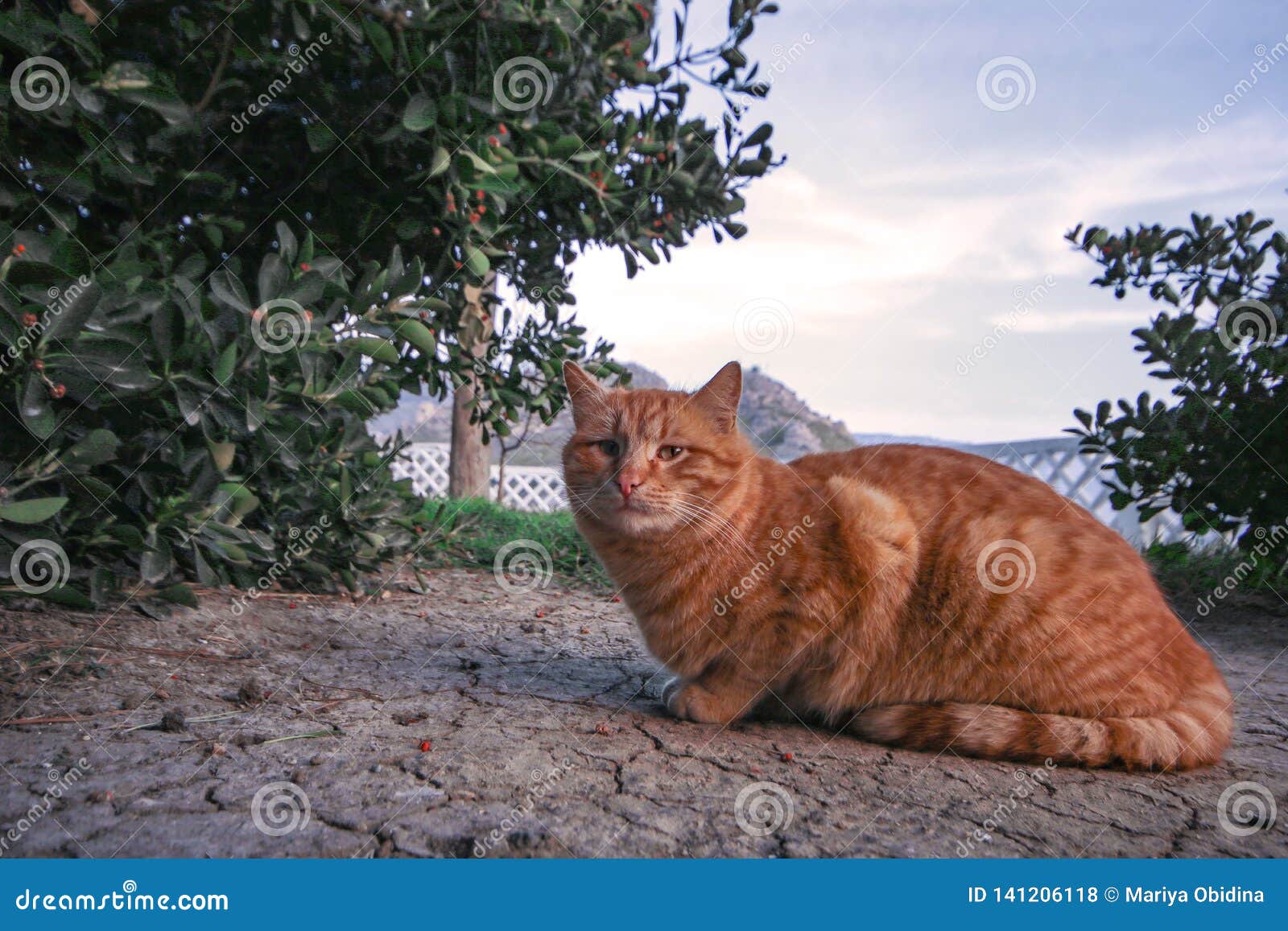 Cat in nature. stock photo. Image of animals, pets, beauty 141206118