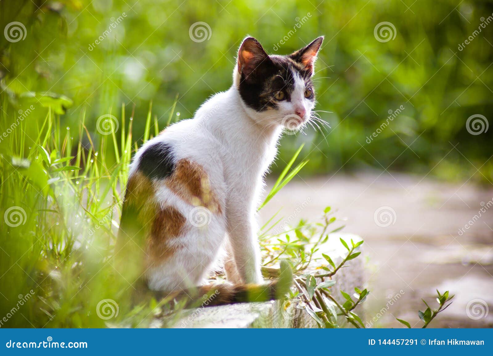 To grader Kridt Spild Cat and Nature stock image. Image of closeup, black - 144457291