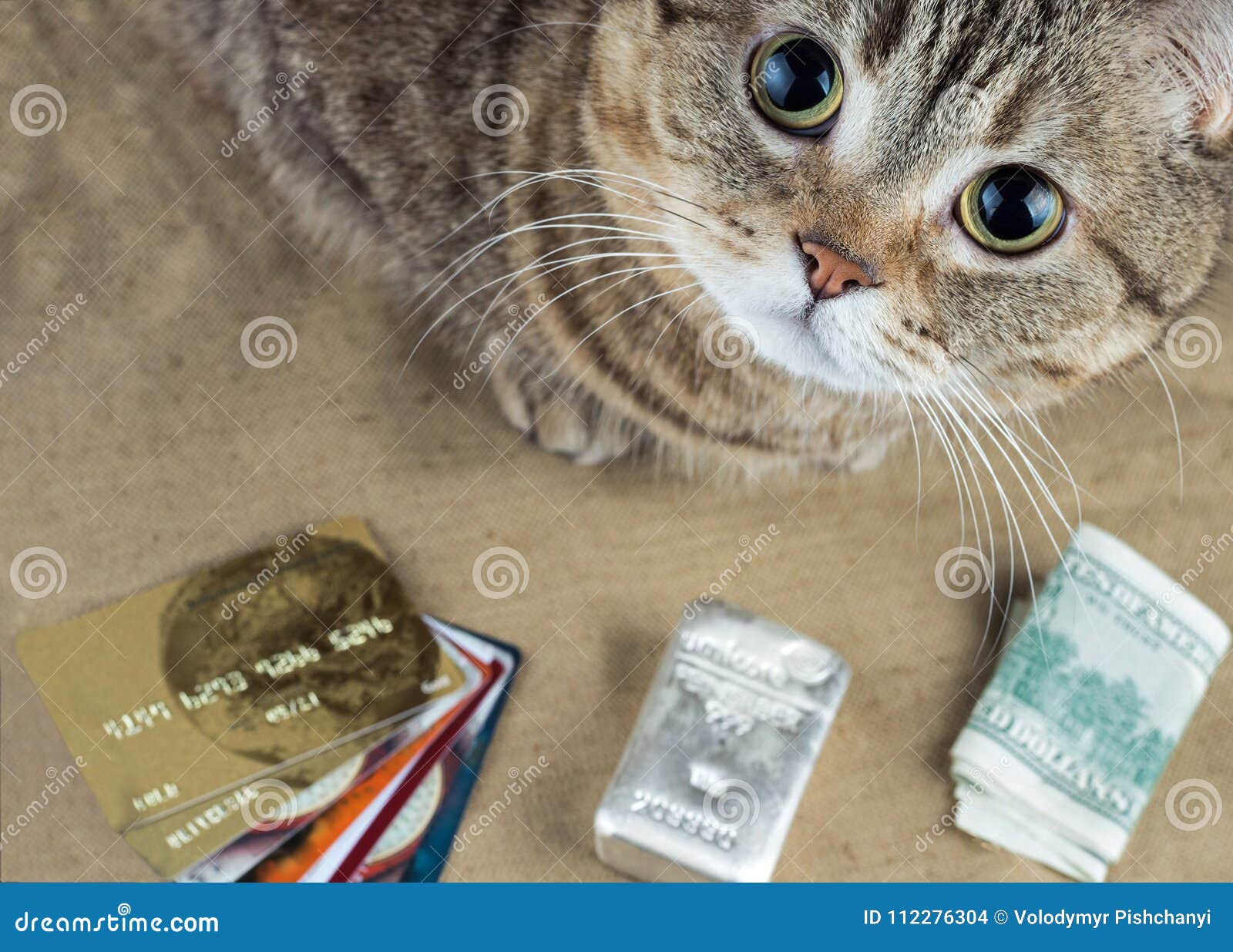 A Cat  Near  Cash Currency Payment Cards And Silver Bars  