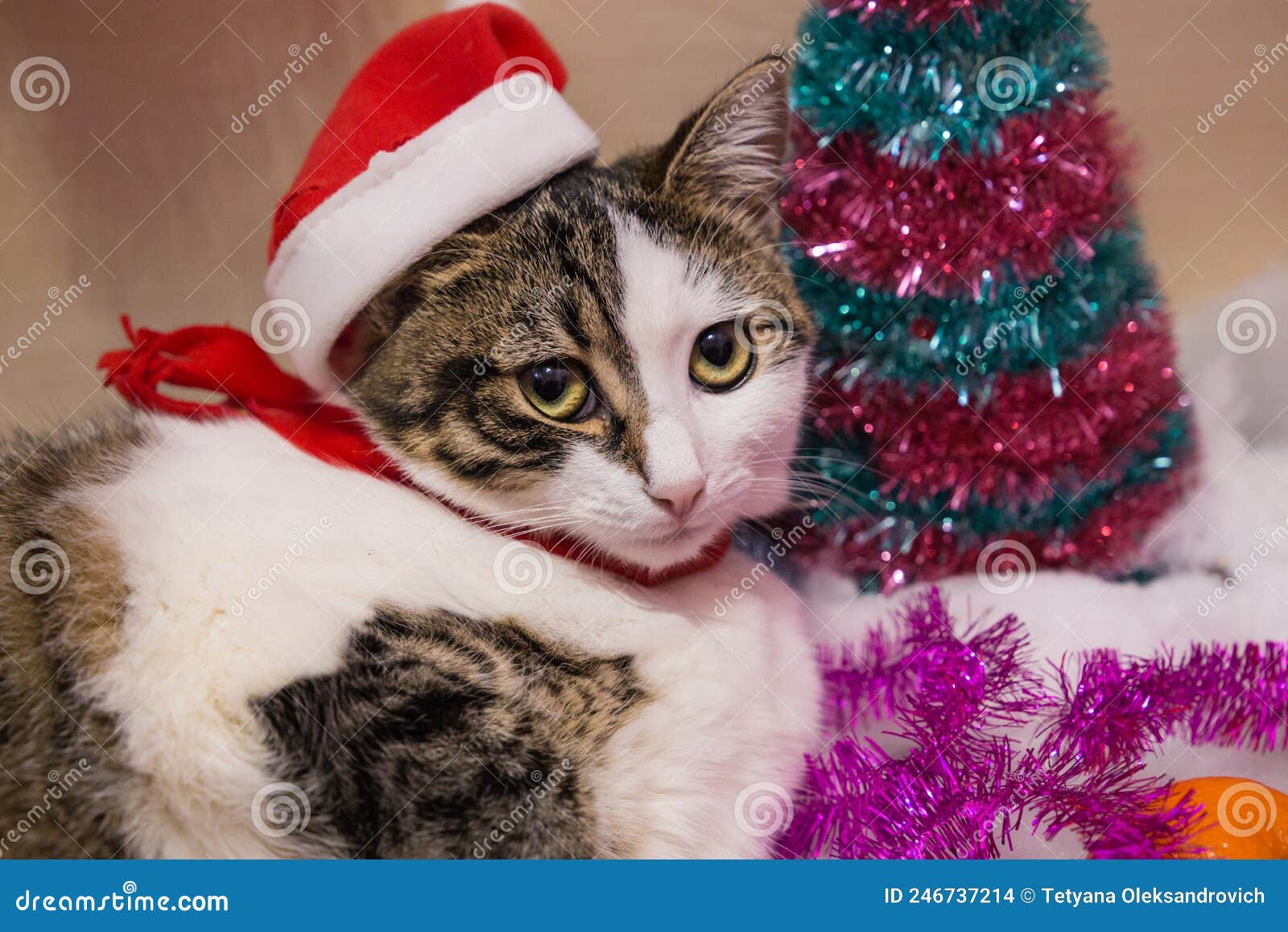 Cat in a New Year`s Hat, Cat and Christmas Tree Stock Photo Image of