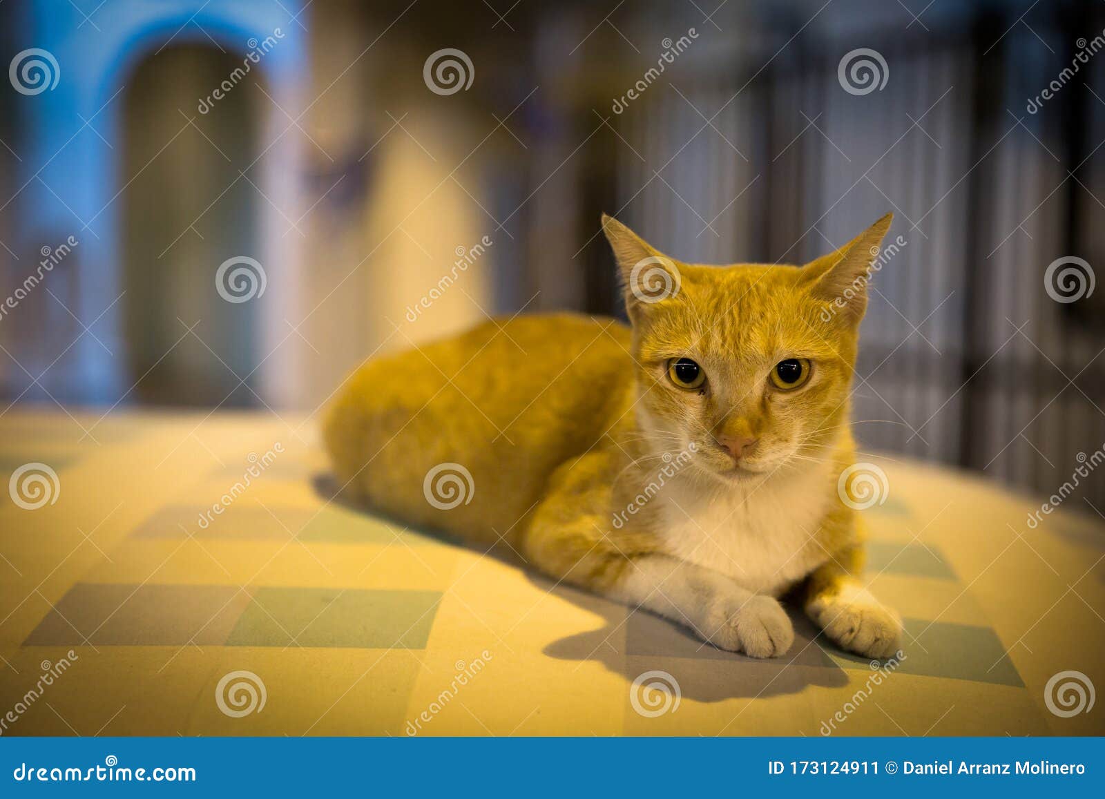 Cat at Night Over a Tablecloth Stock Image Image of adorable, light