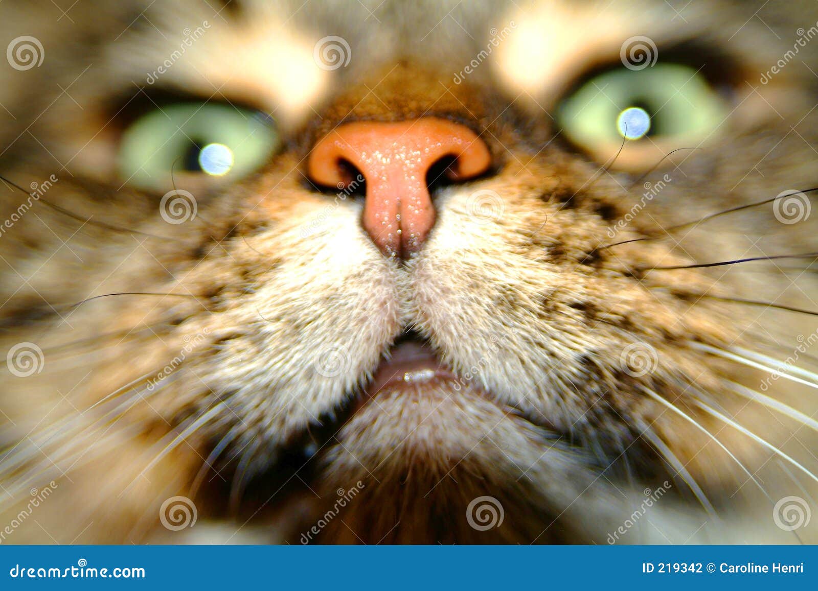 Cat nose stock photo. Image of green, tabby, nature, like - 219342