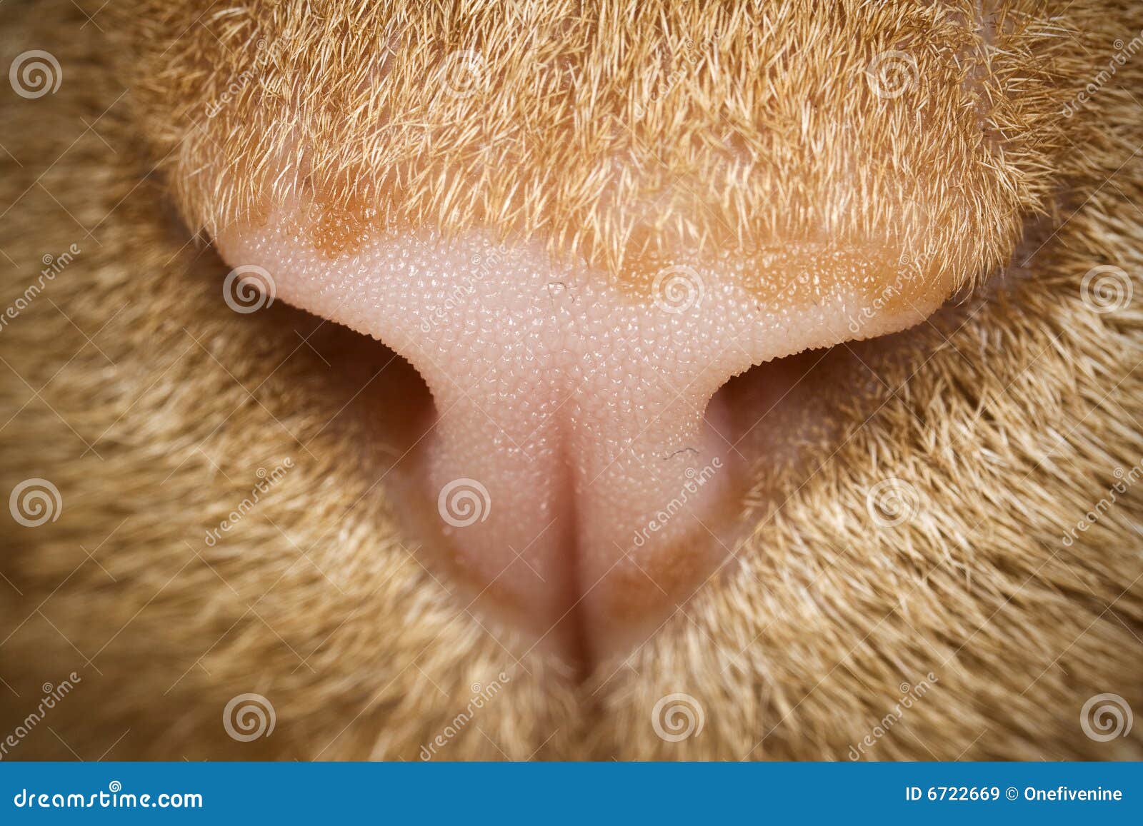 cat nose closeup macro