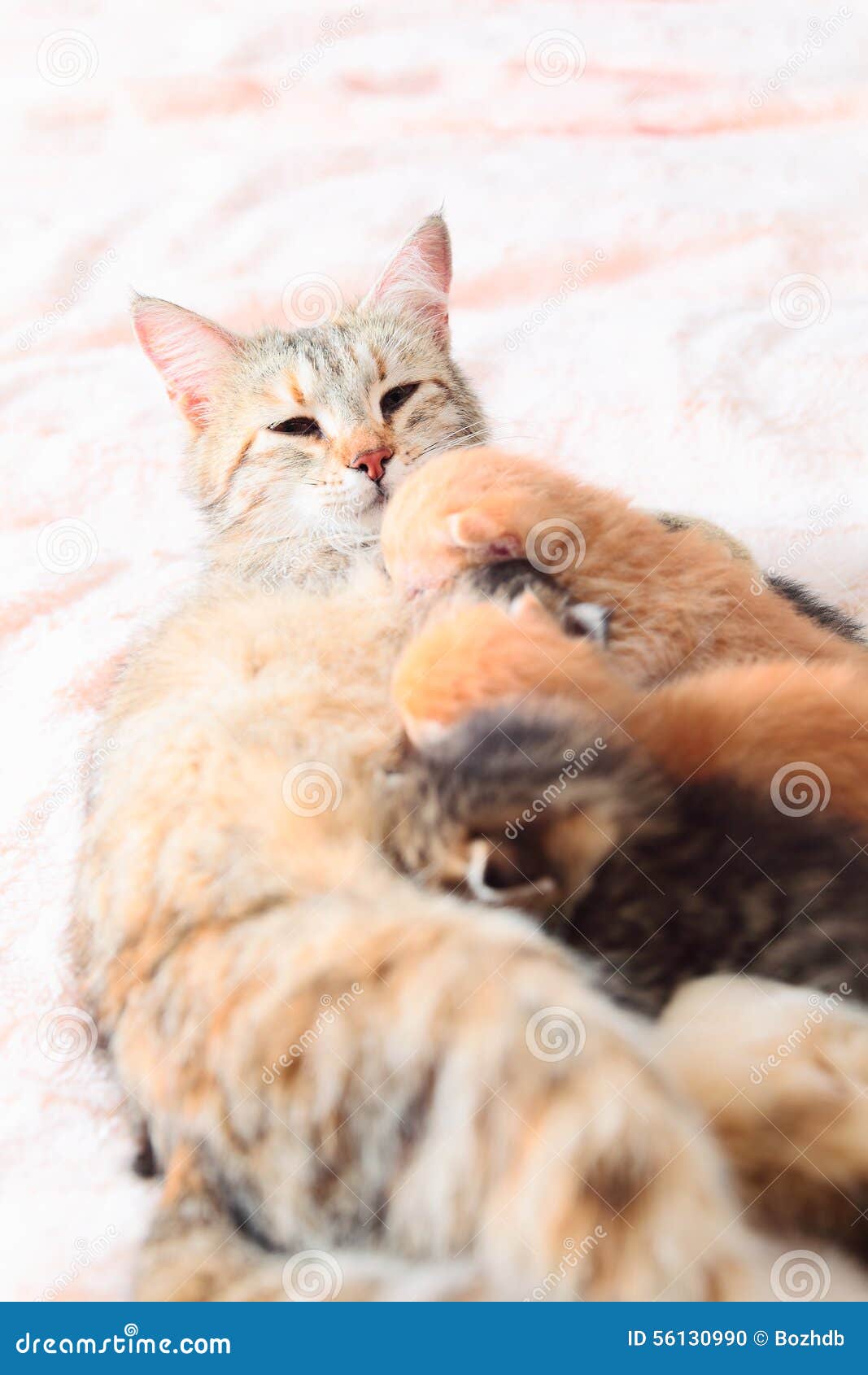 Cat nursing her kittens stock photo. Image of milk, ears 56130990