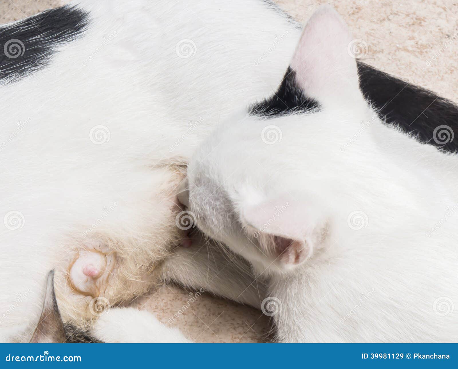 Cat nursing her kittens stock image. Image of litter 39981129