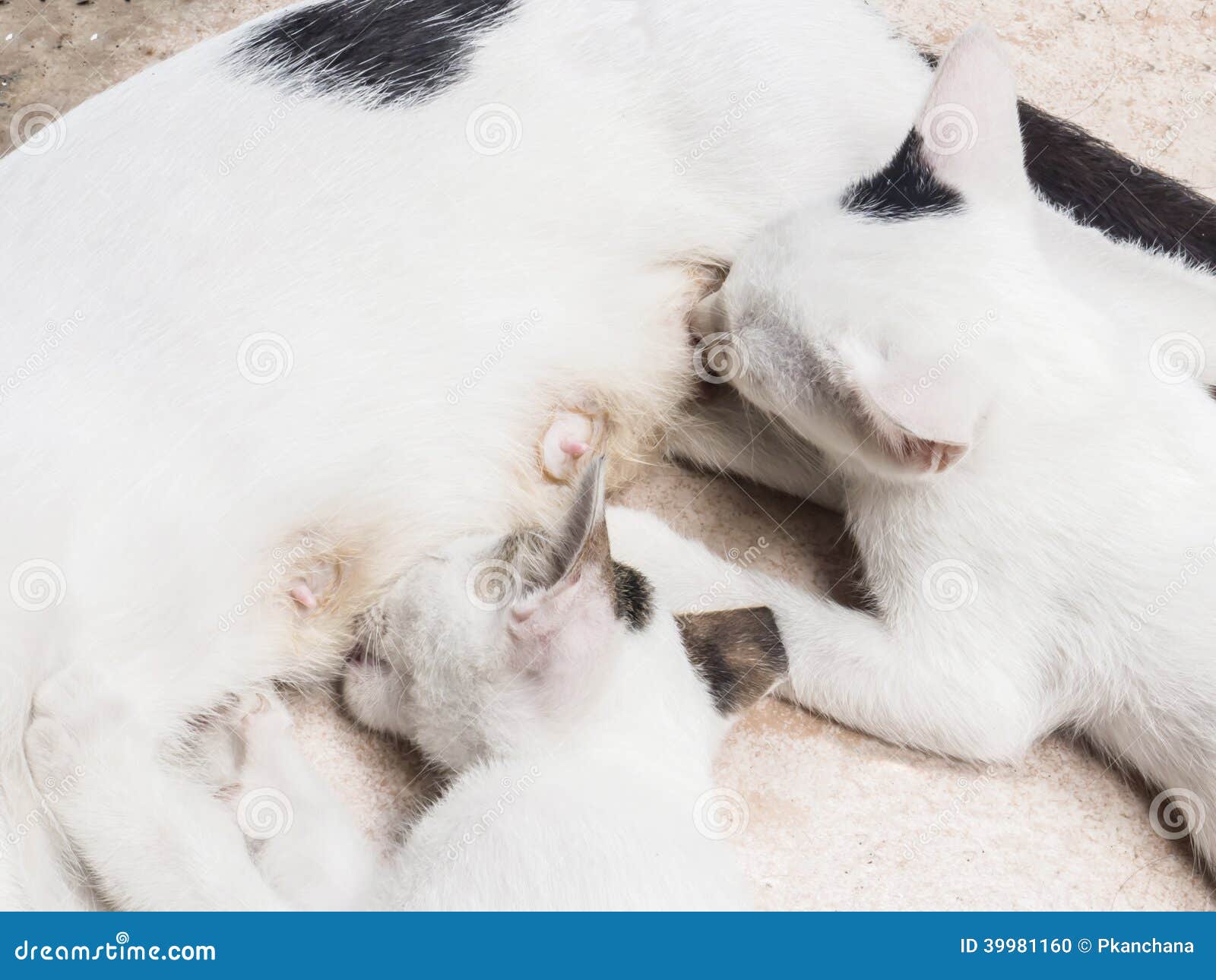 Cat nursing her kittens stock photo. Image of hungry 39981160