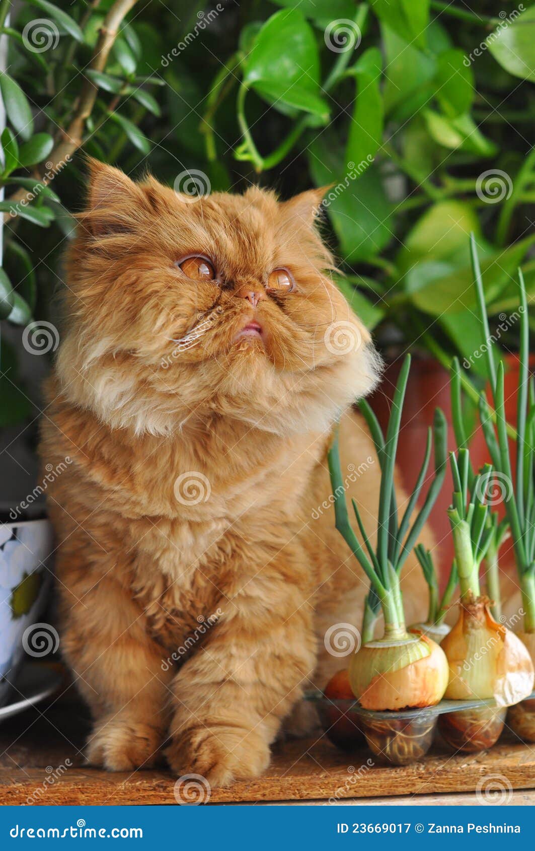 Cat and onions stock image. Image of adorable, face, background 23669017