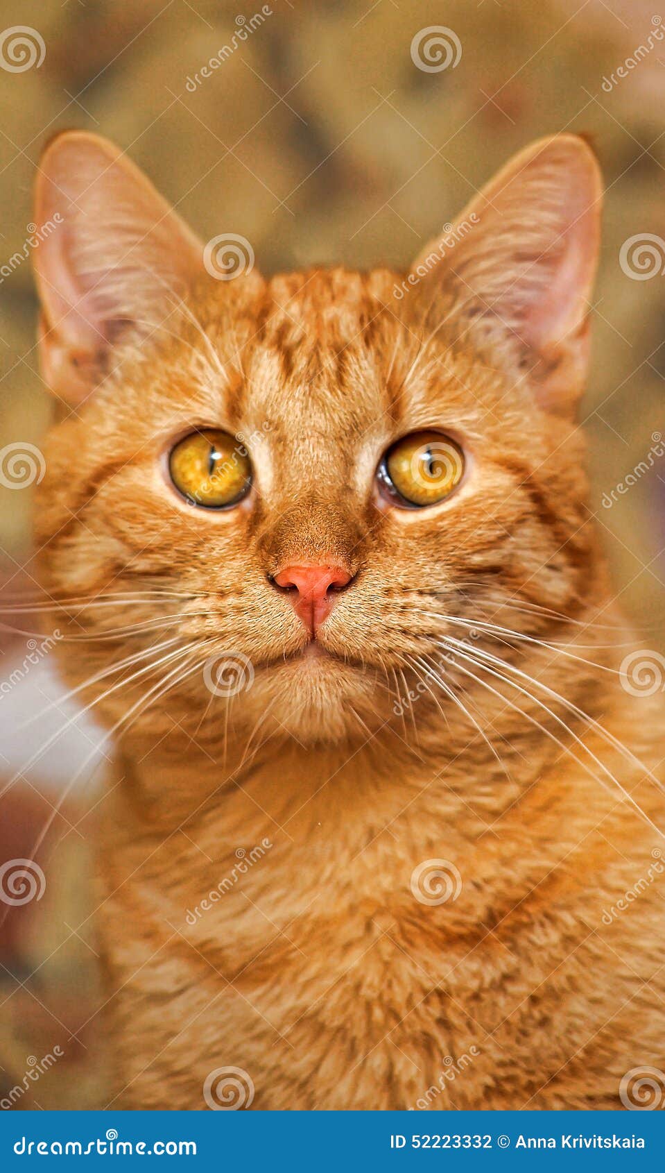 Cat with orange eyes stock photo. Image of yellow, looking - 52223332