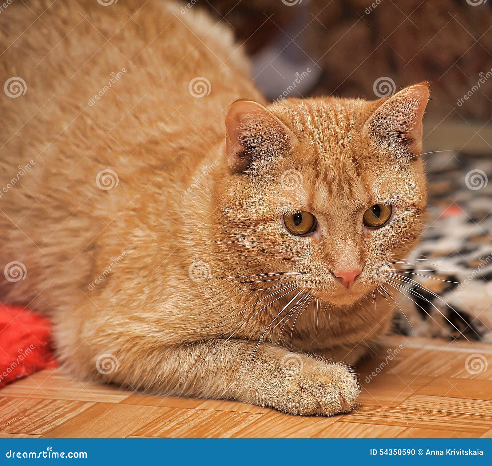 Cat with orange eyes stock photo. Image of cats, look - 54350590