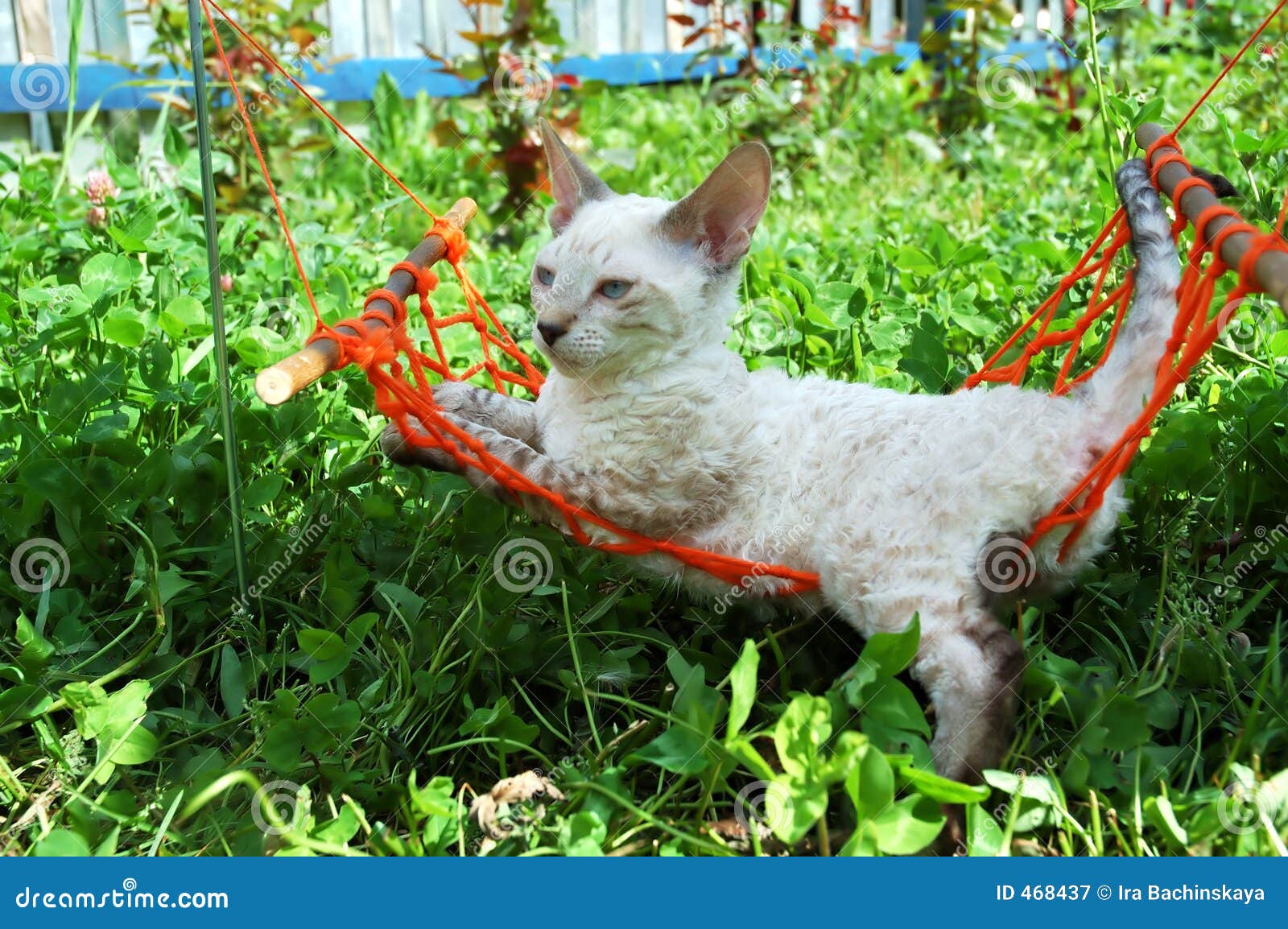 Yawning kitty hammock 2025
