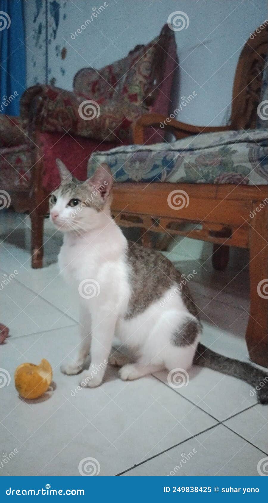 Cat and orange peel stock image. Image of carnivore 249838425