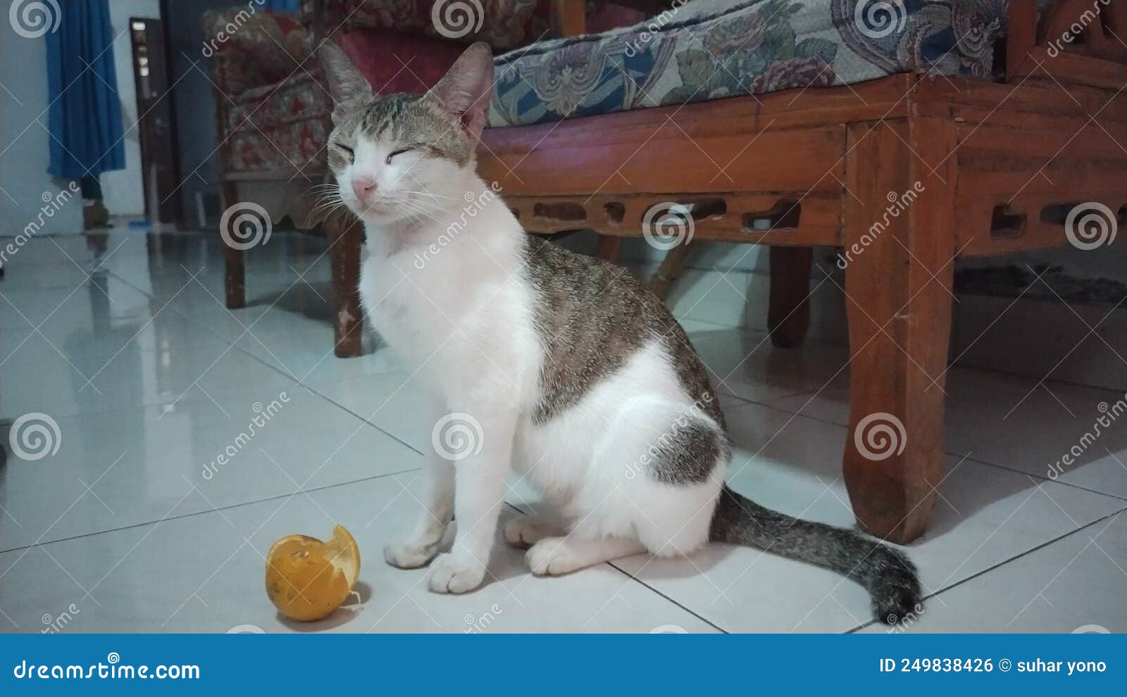 Cat and orange peel . stock photo. Image of wildcat 249838426