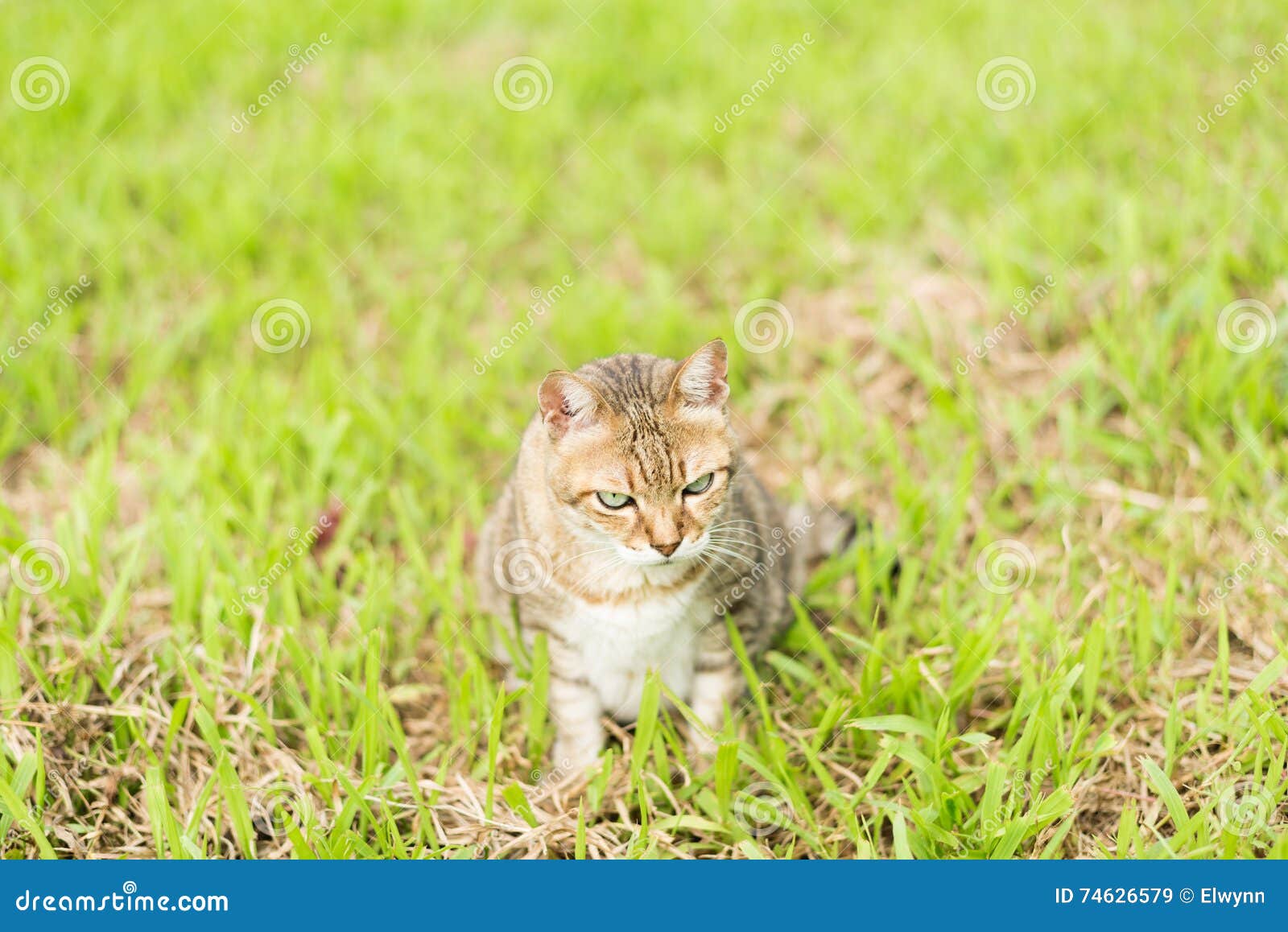 Cat in the outdoor stock image. Image of meadow, single 74626579