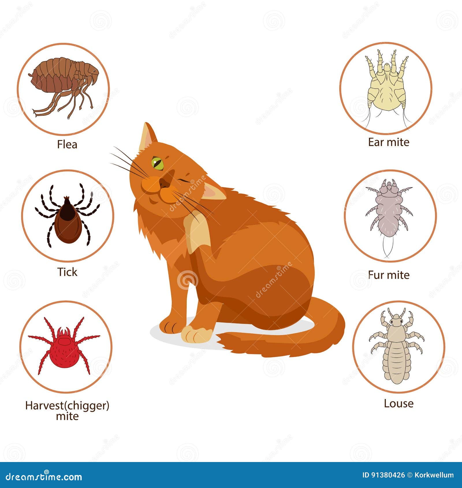 cat parasites. what to know about feline parasites. pet skin and fur parasites . flea, tick, ear mite, fur mite, harvest mit