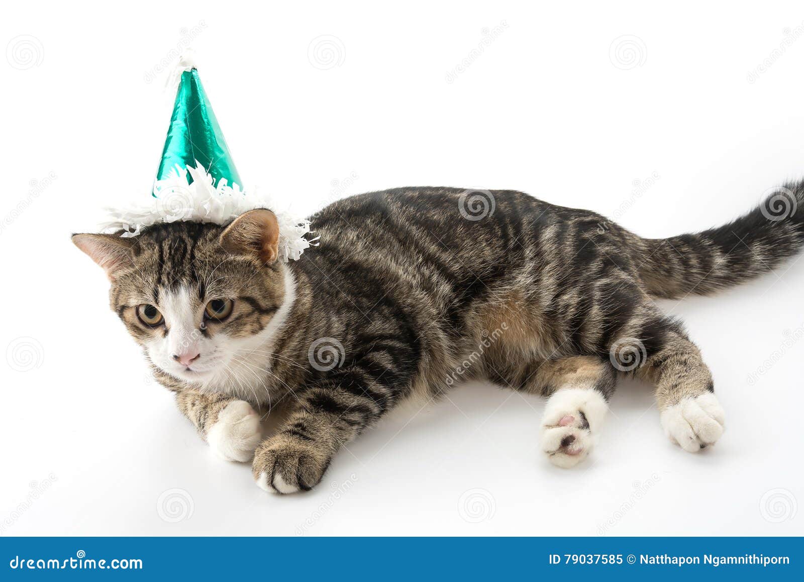 Cat with party hat stock image. Image of cats, portrait 79037585