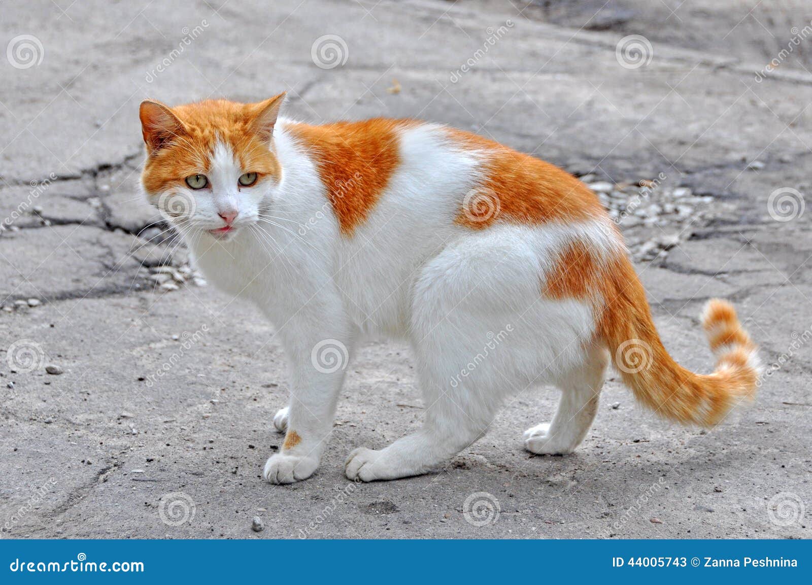  Cat  on the paved road stock image Image of companion 
